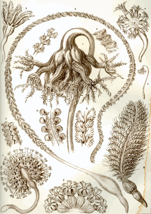 An Octopus 과 다른 바다 생물