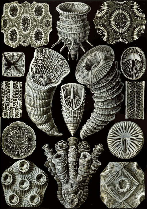 Sea Shells 에 은 에 a 검정 배경