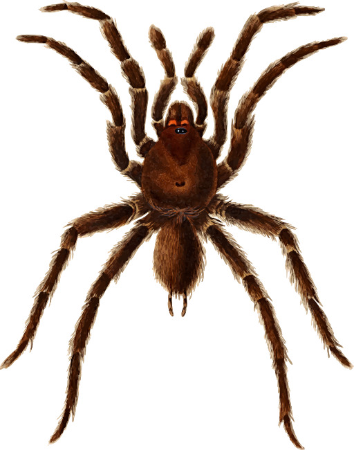 벡터 설명-tarantula-barn-spider