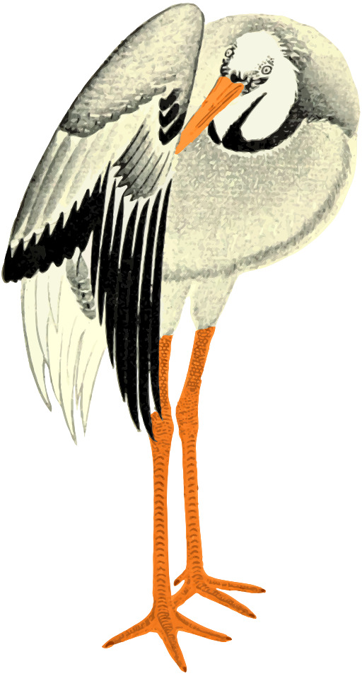 벡터 분석-화이트-stork-spoonbill