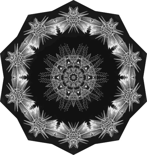 벡터 패턴 umbrella-sea-urchin