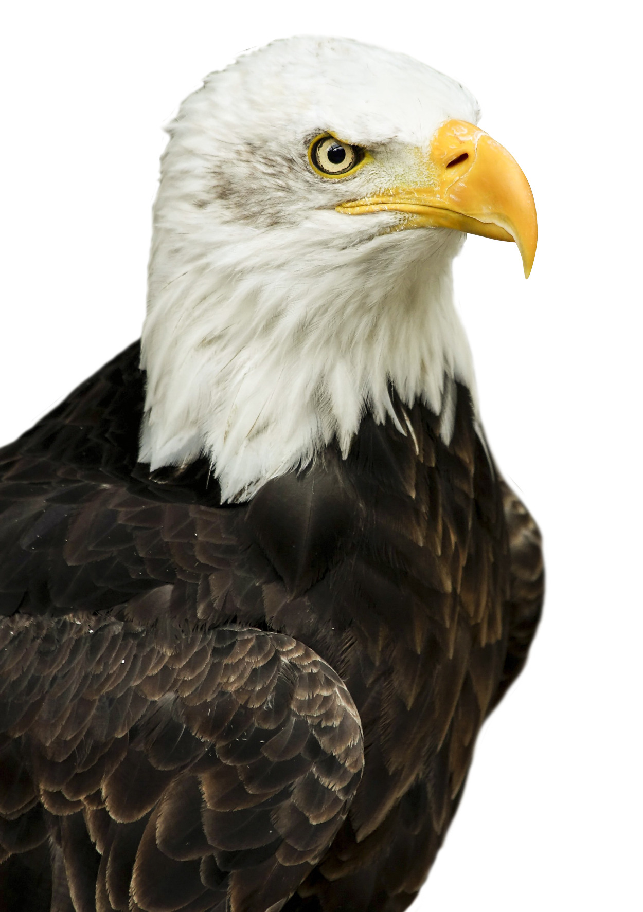 흰색 배경 위의 bald eagle