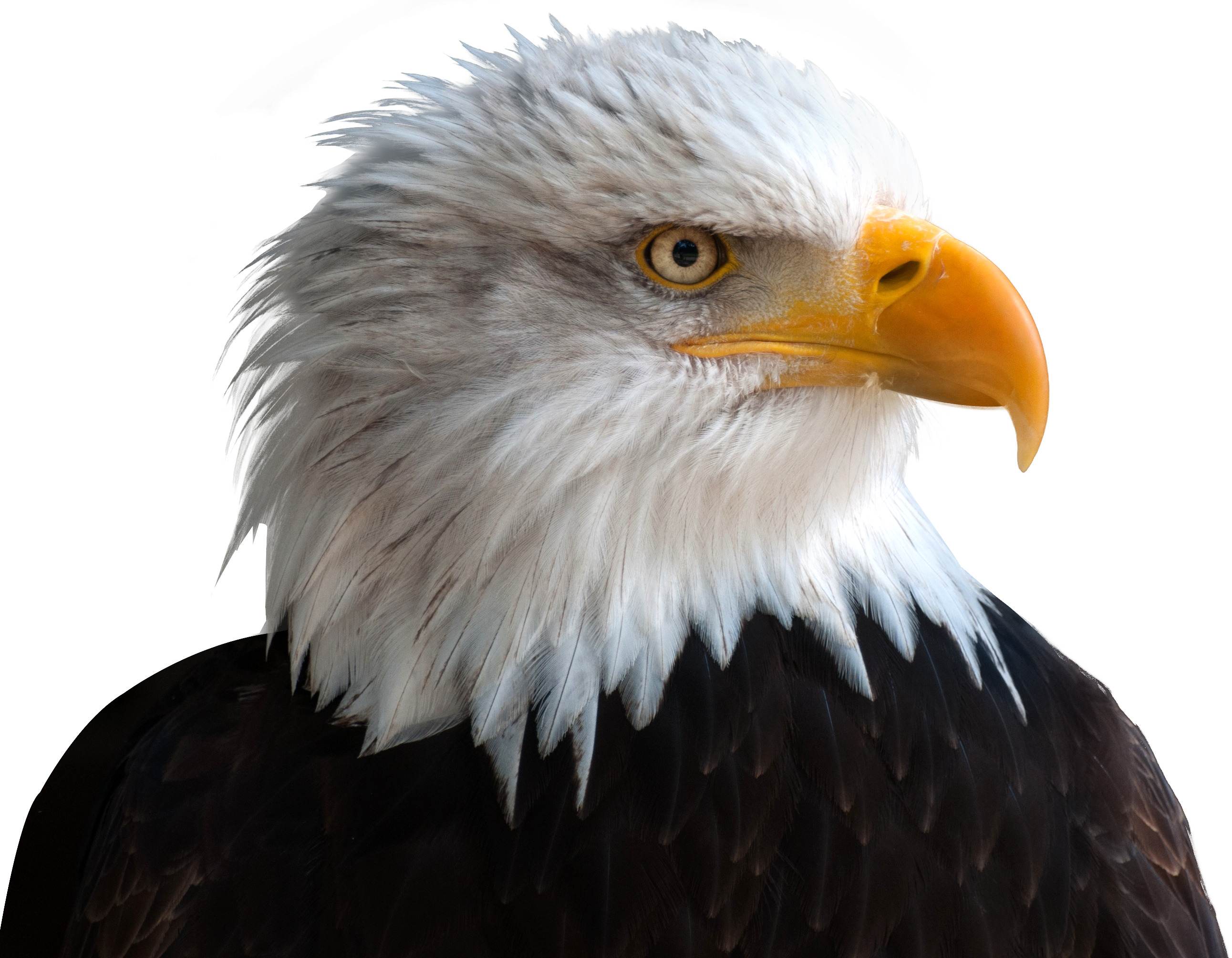 bald eagle 함께 흰색 head 와 노란색 beak