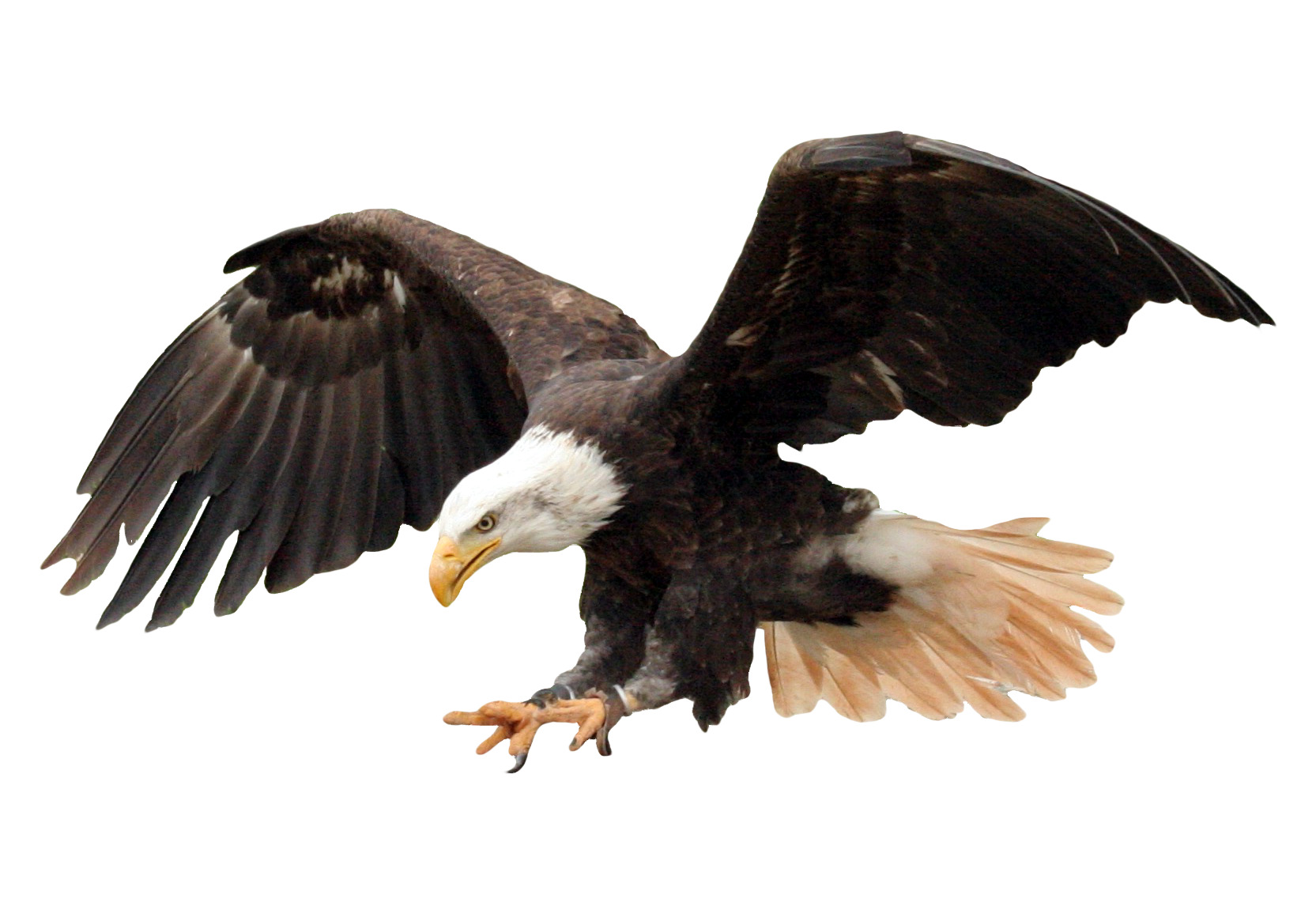 flight against 흰색 배경 안의 bald eagle
