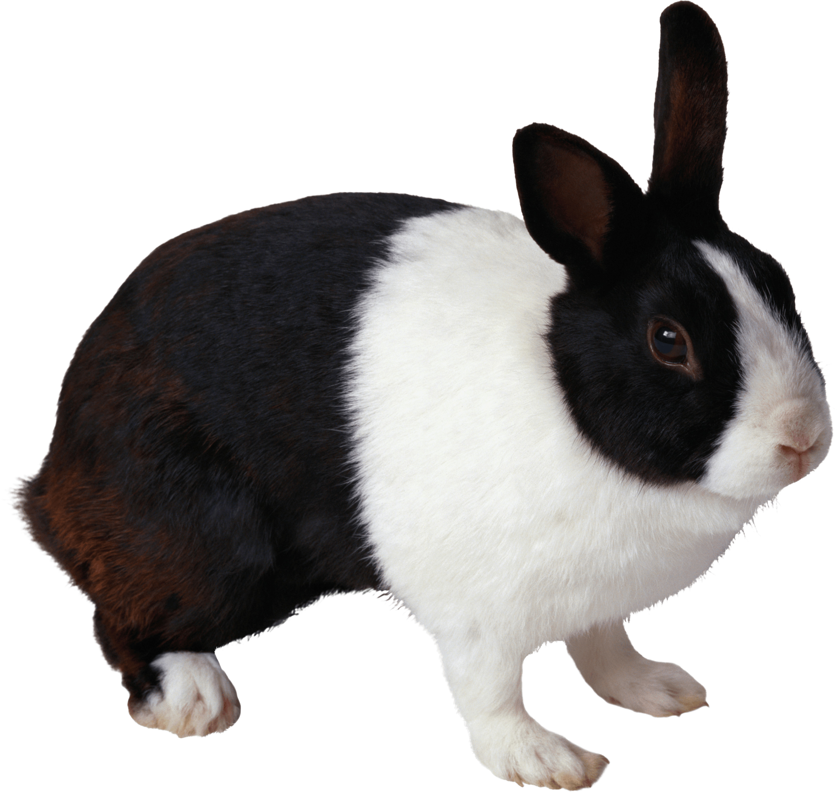흰색 배경 위의 검은색 와 흰색 rabbit