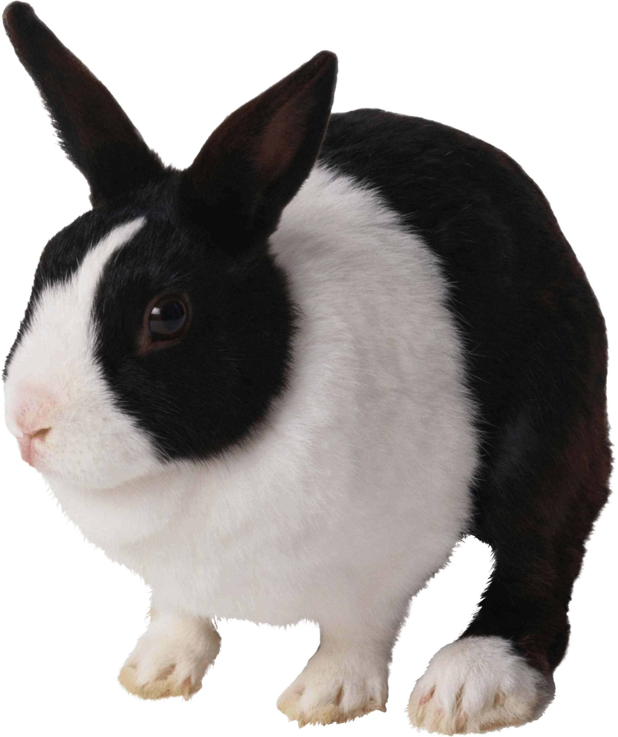 흰색 배경 위의 검은색 와 흰색 rabbit