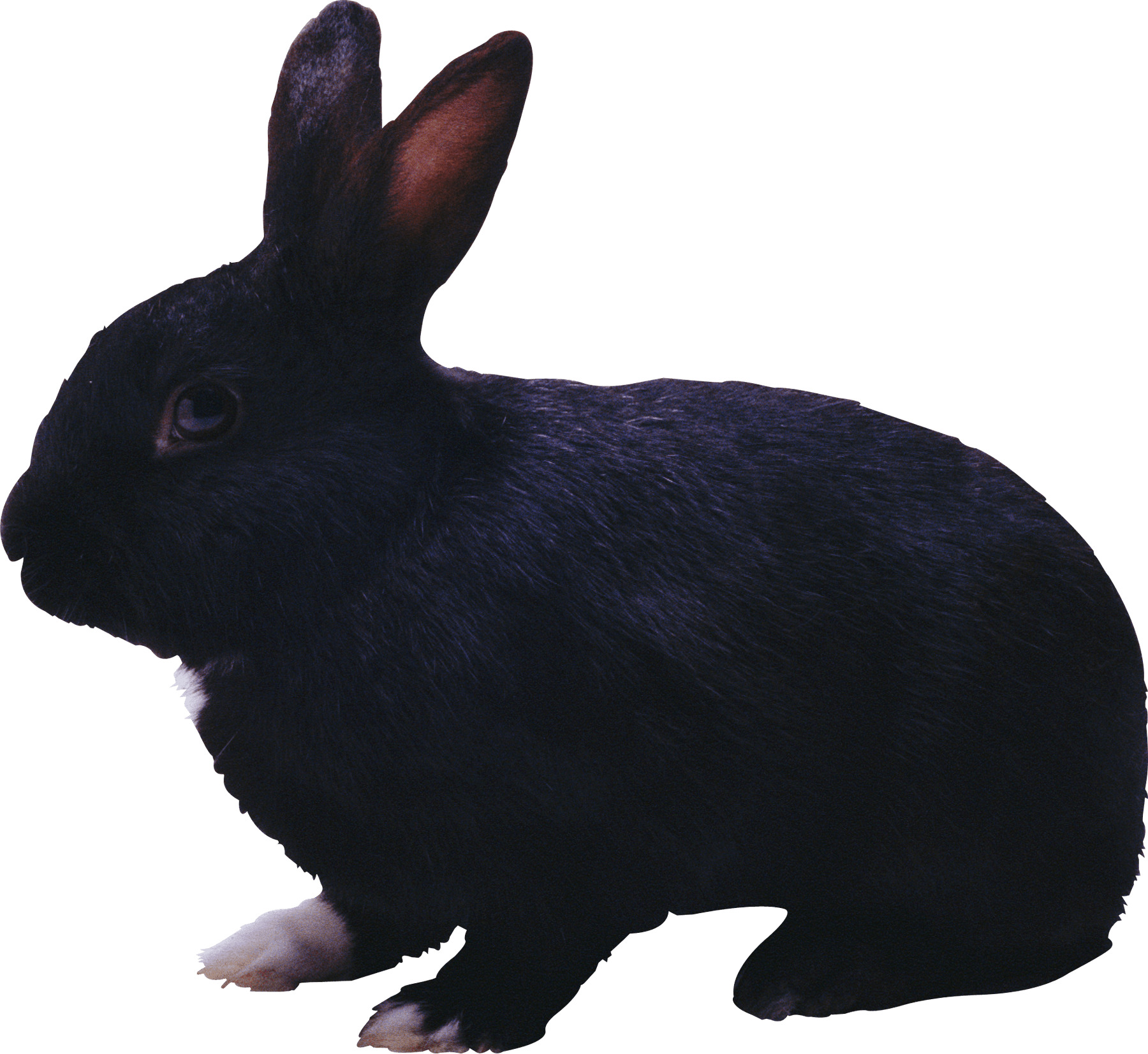 흰색 배경 위의 검은색 rabbit