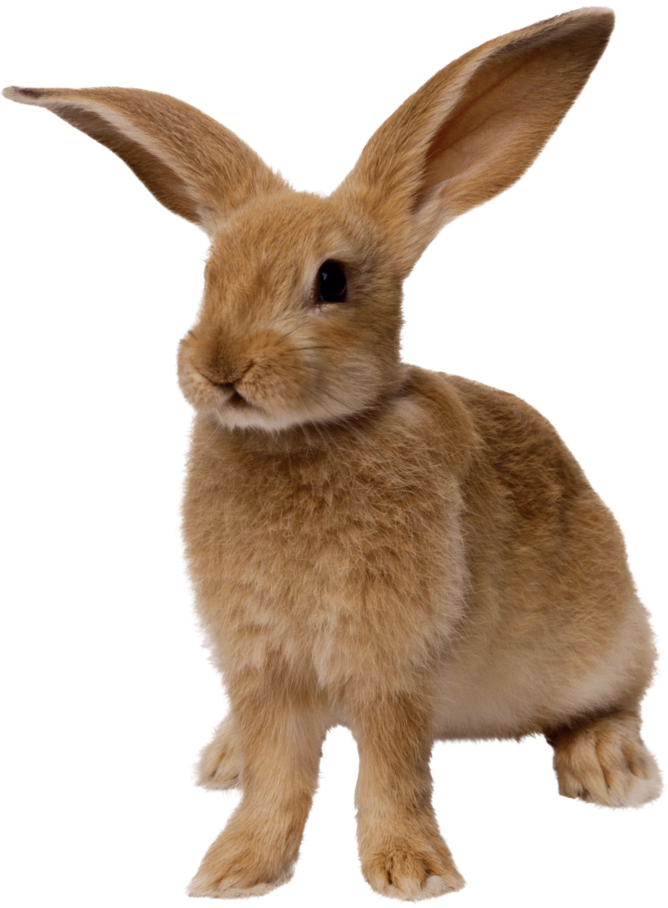 흰색 배경 위의 갈색 rabbit