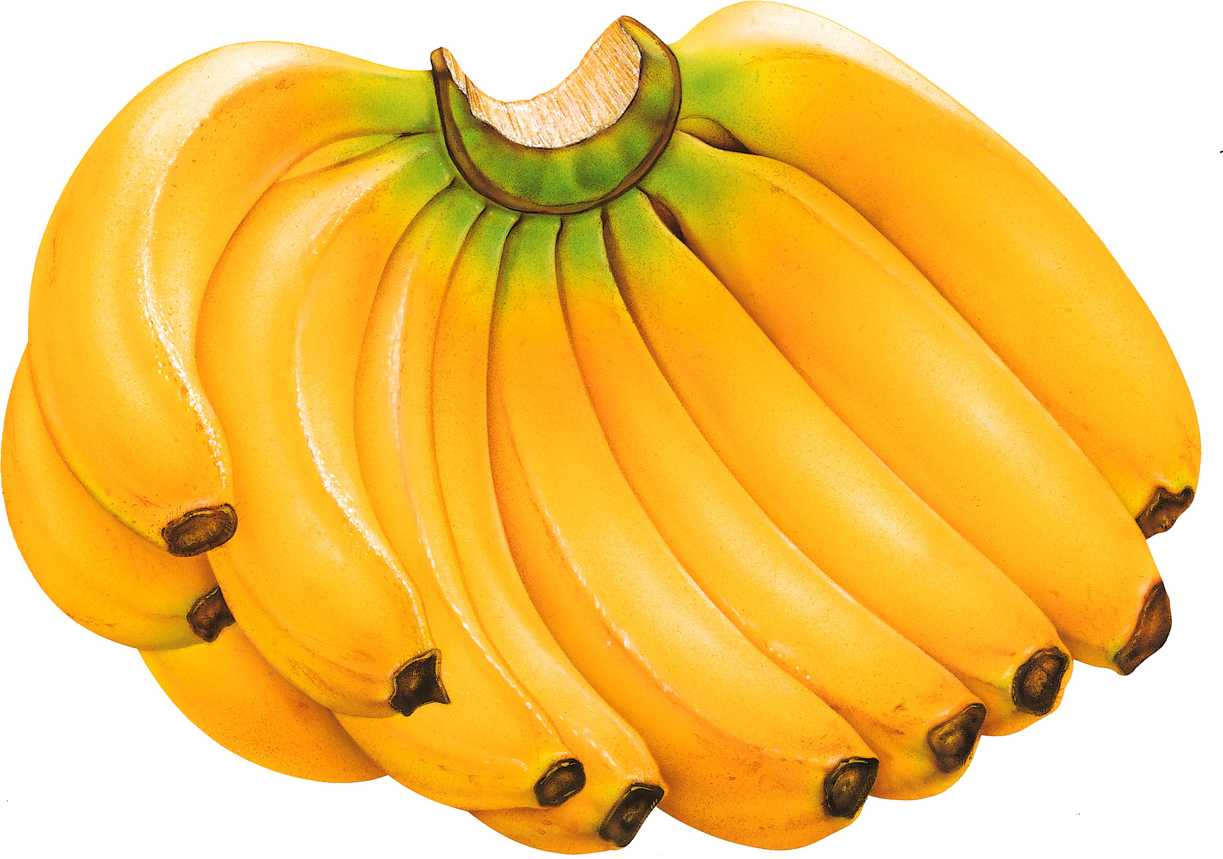 흰색 배경 위의 bunch bananas