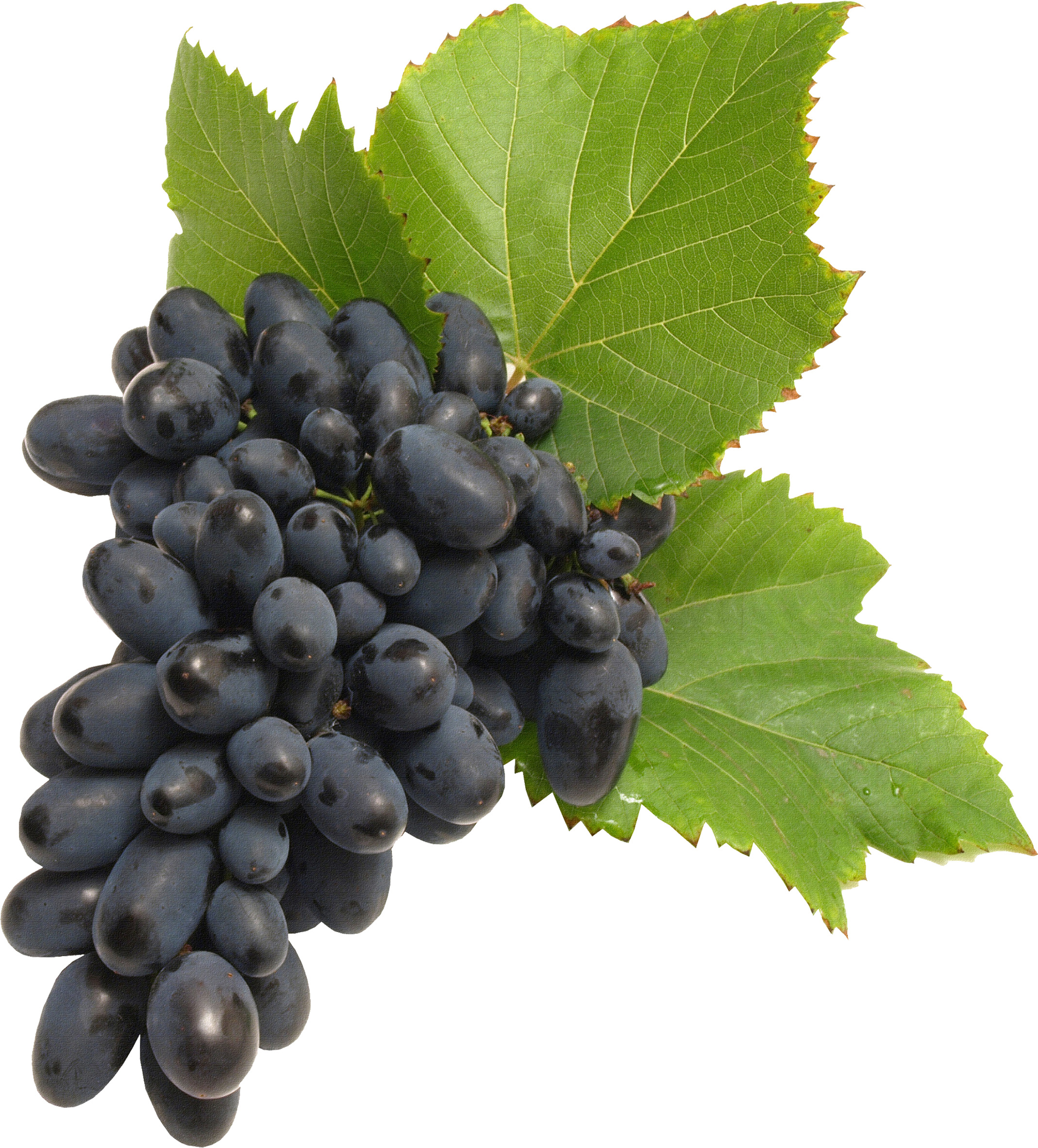 흰색 배경 위의 bunch grapes 함께 잎