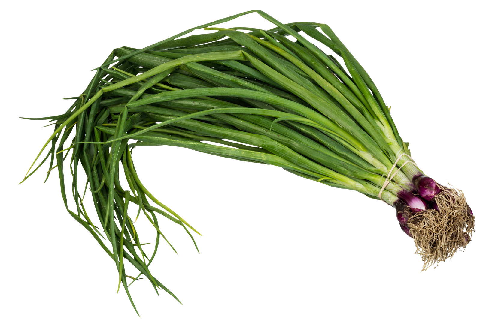 흰색 배경 위의 bunch 초록색 onions
