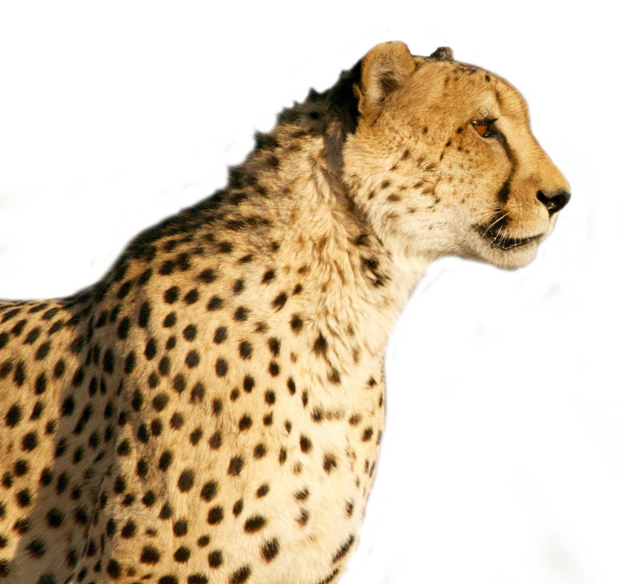 profile against 흰색 배경 안의 cheetah
