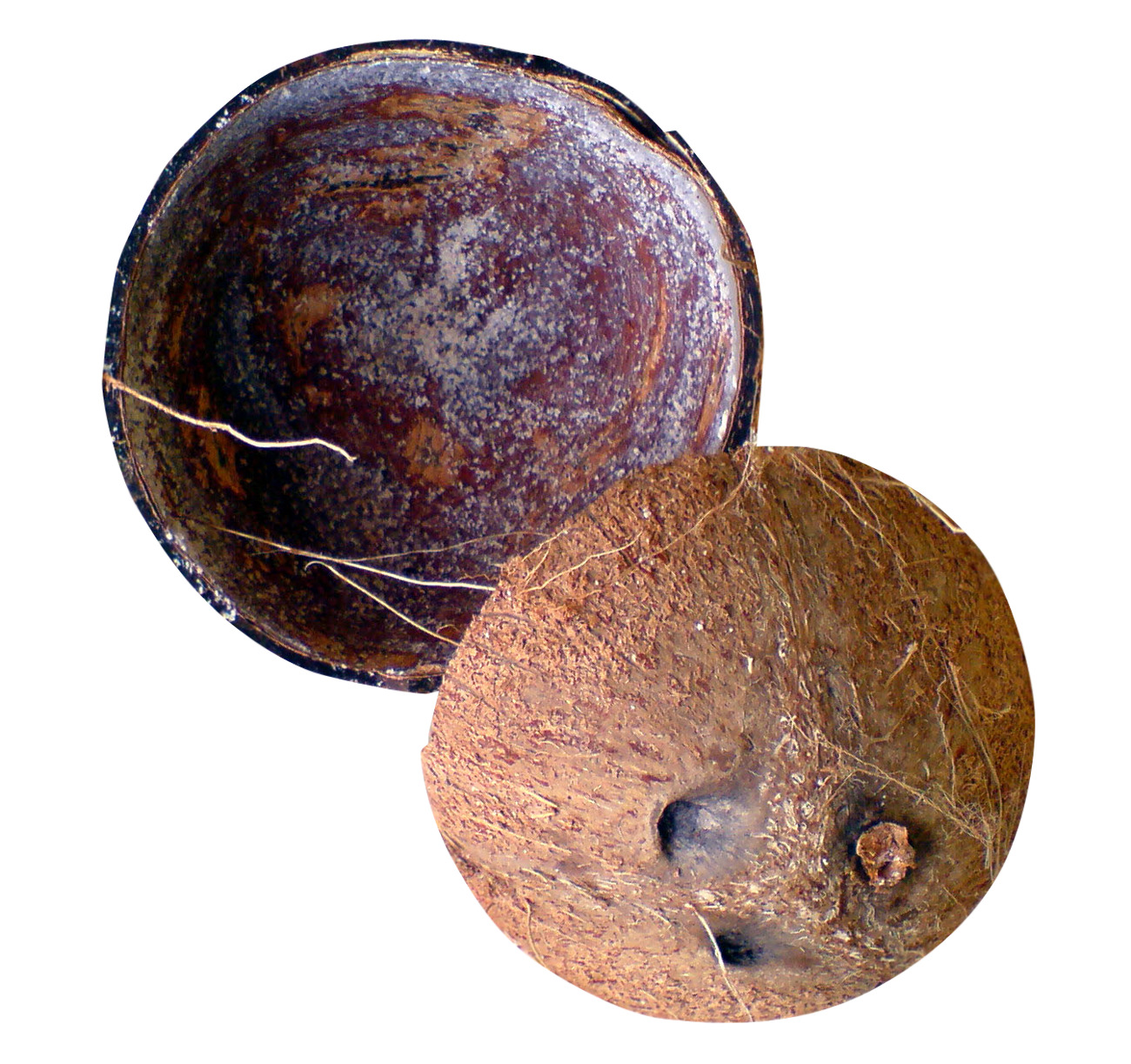 it 안의 coconut shell 함께 hole