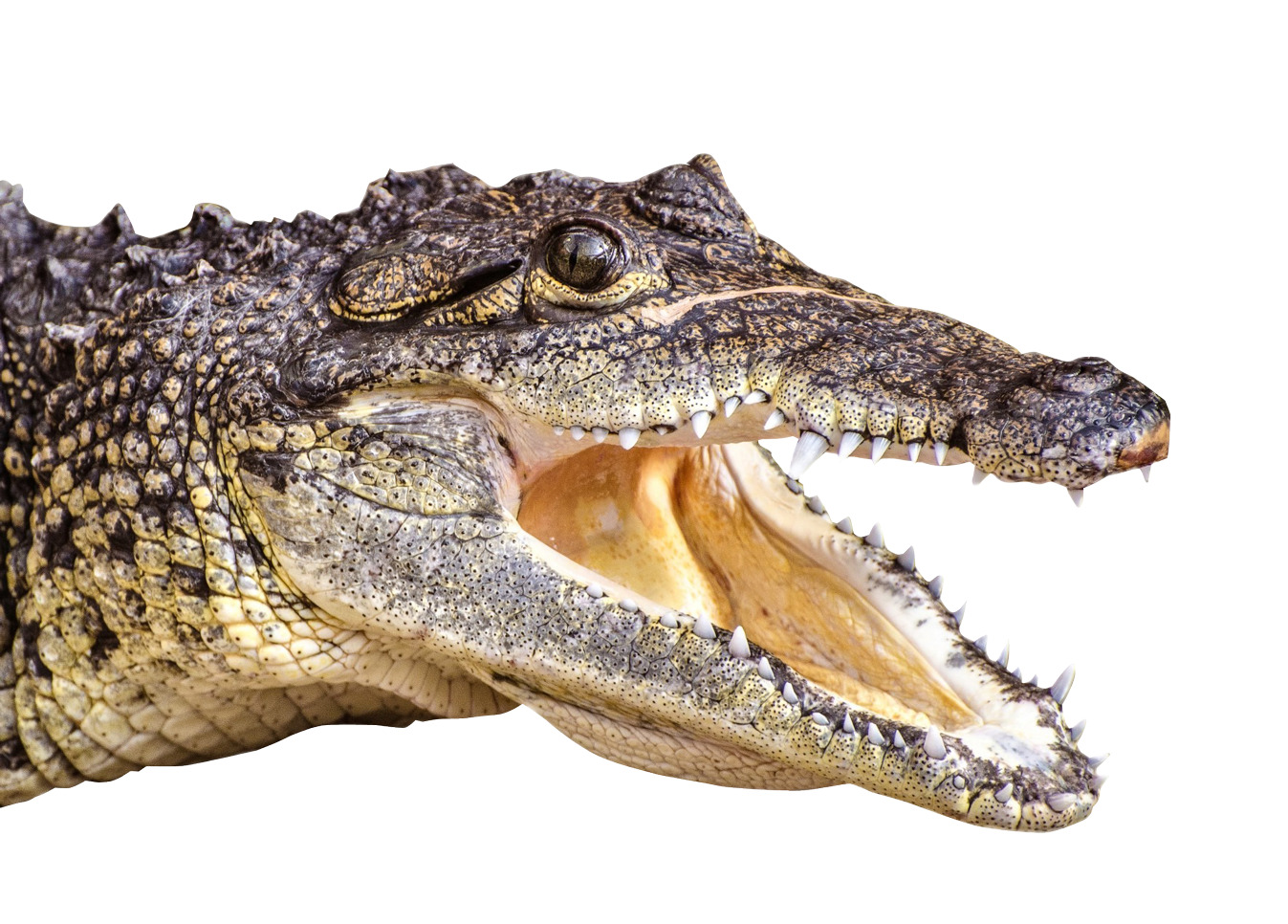 crocodile 함께 its 입 펼쳐진 showing its teeth