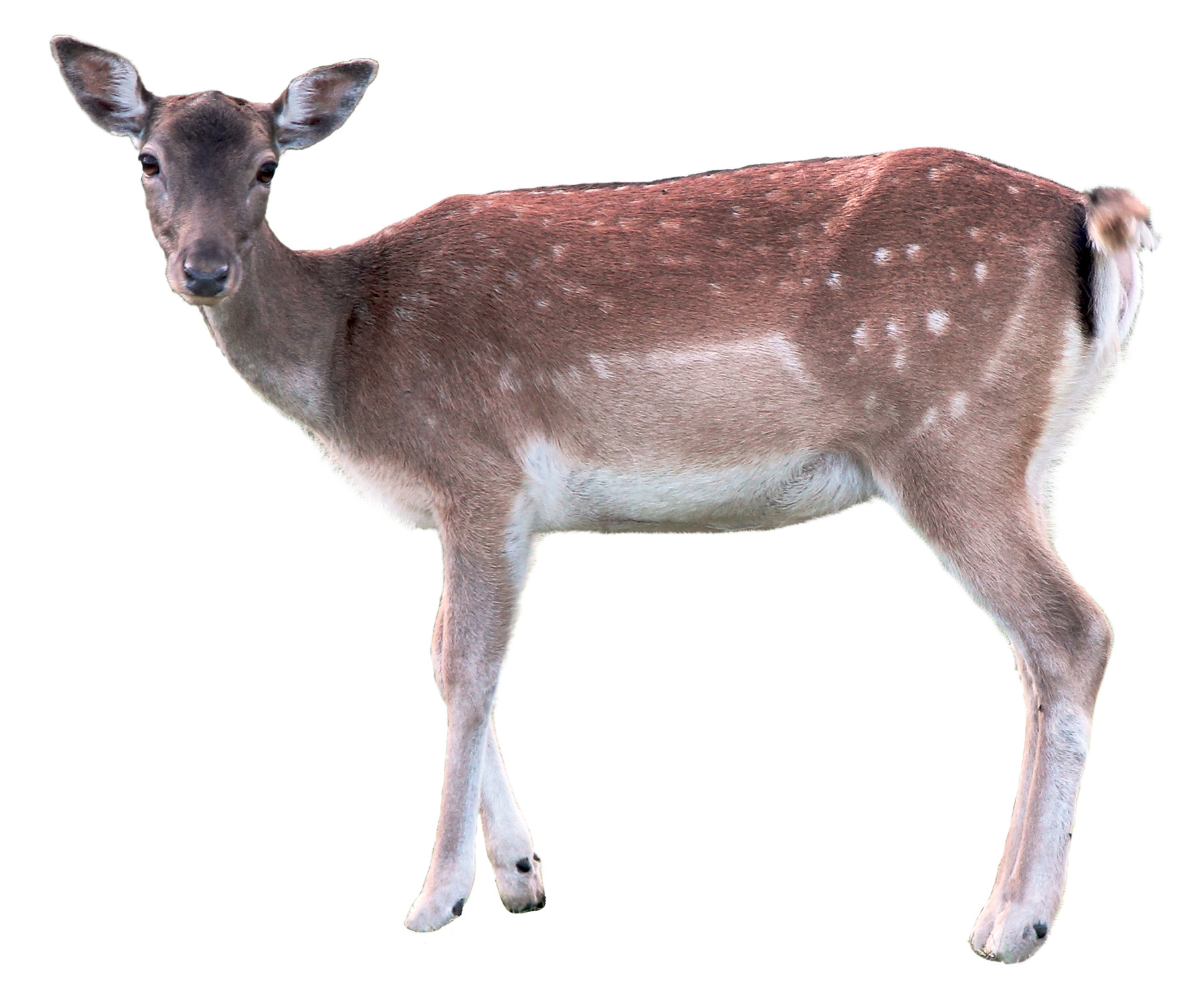 흰색 배경 앞에 서 있는 deer