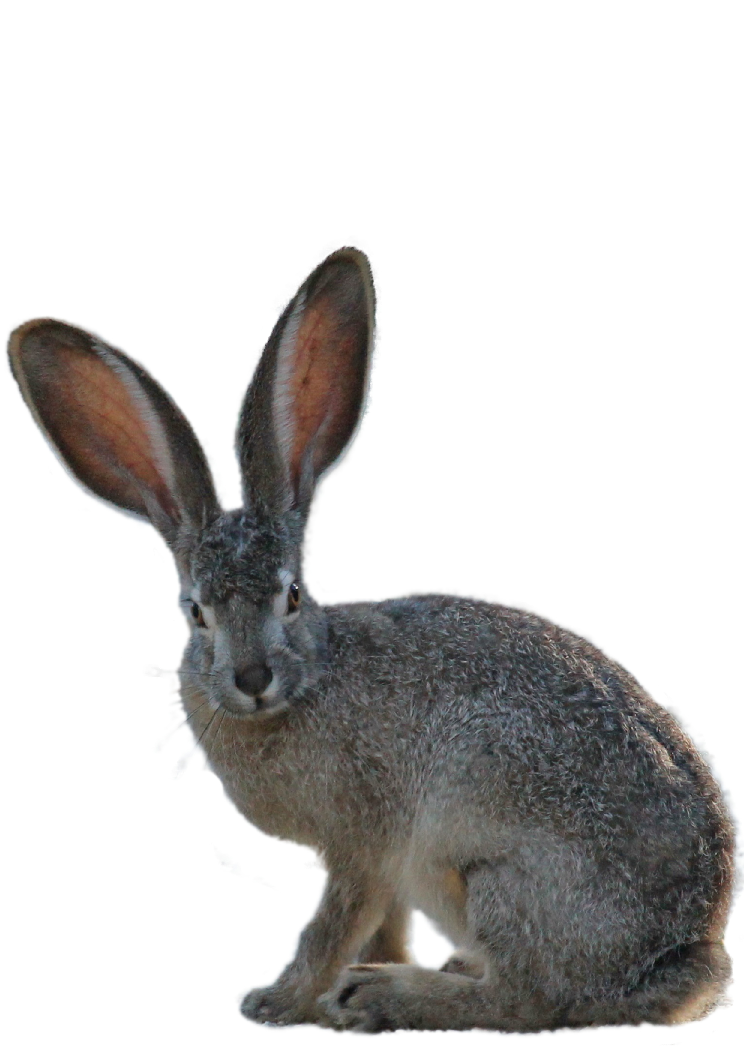 앞 흰색 배경 안의 rabbitsitting