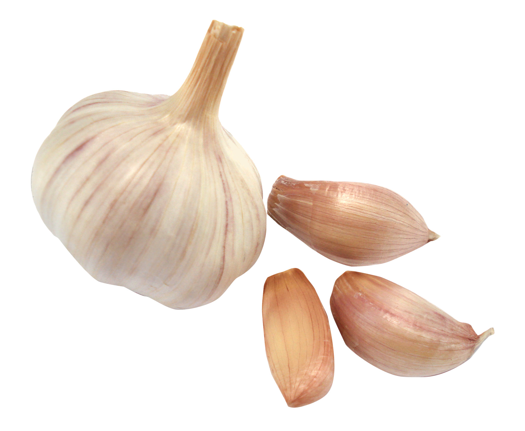 흰색 배경 위의 clove garlic