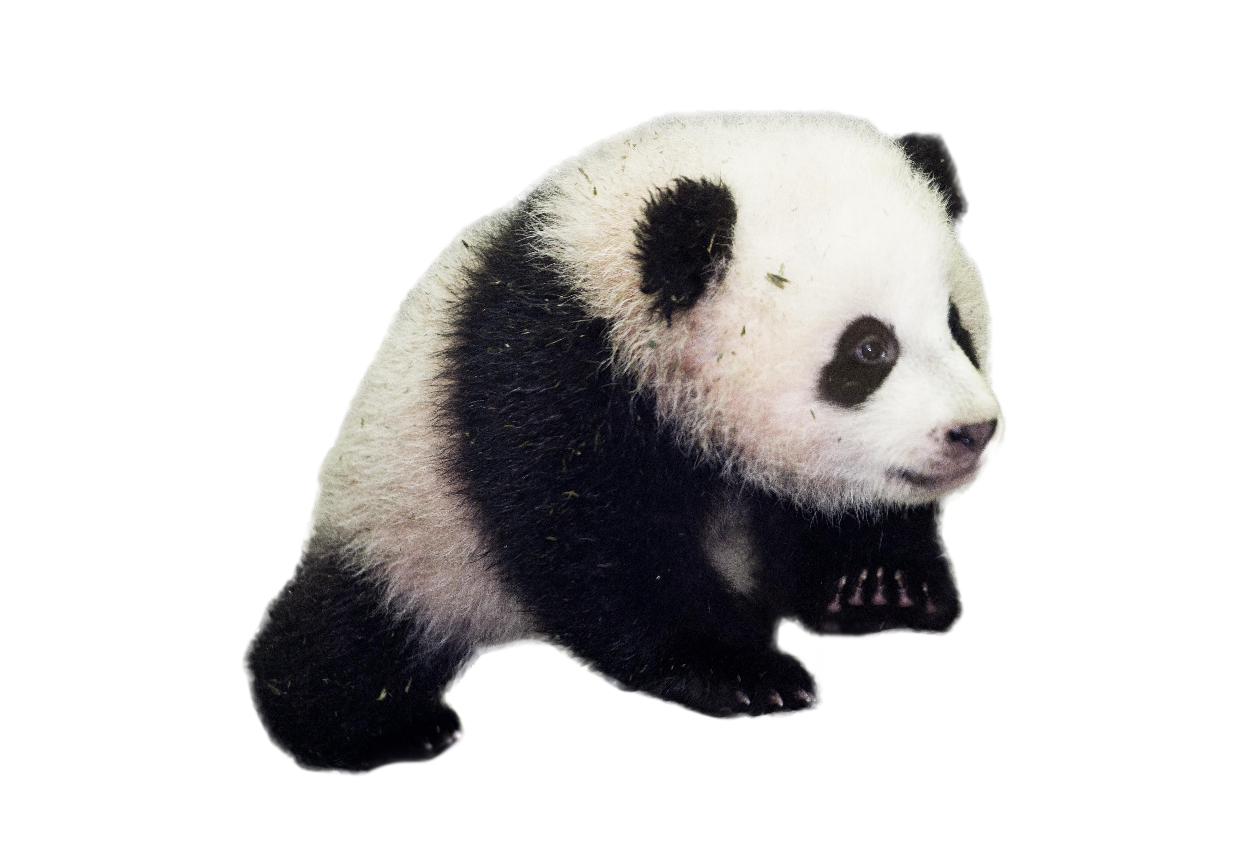흰색 배경 위의 panda bear