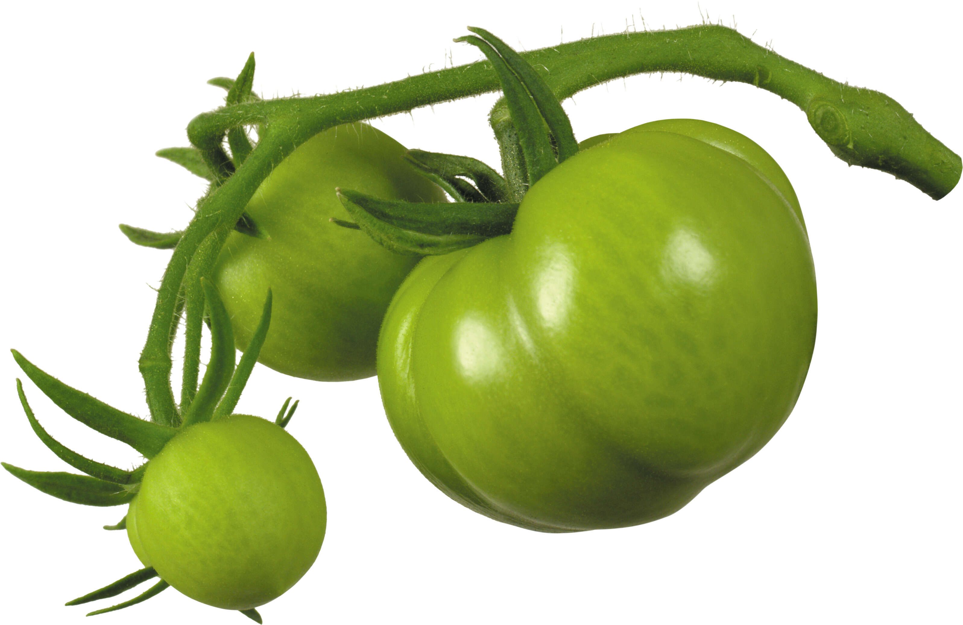 Two green tomatoes on the vine of a plant