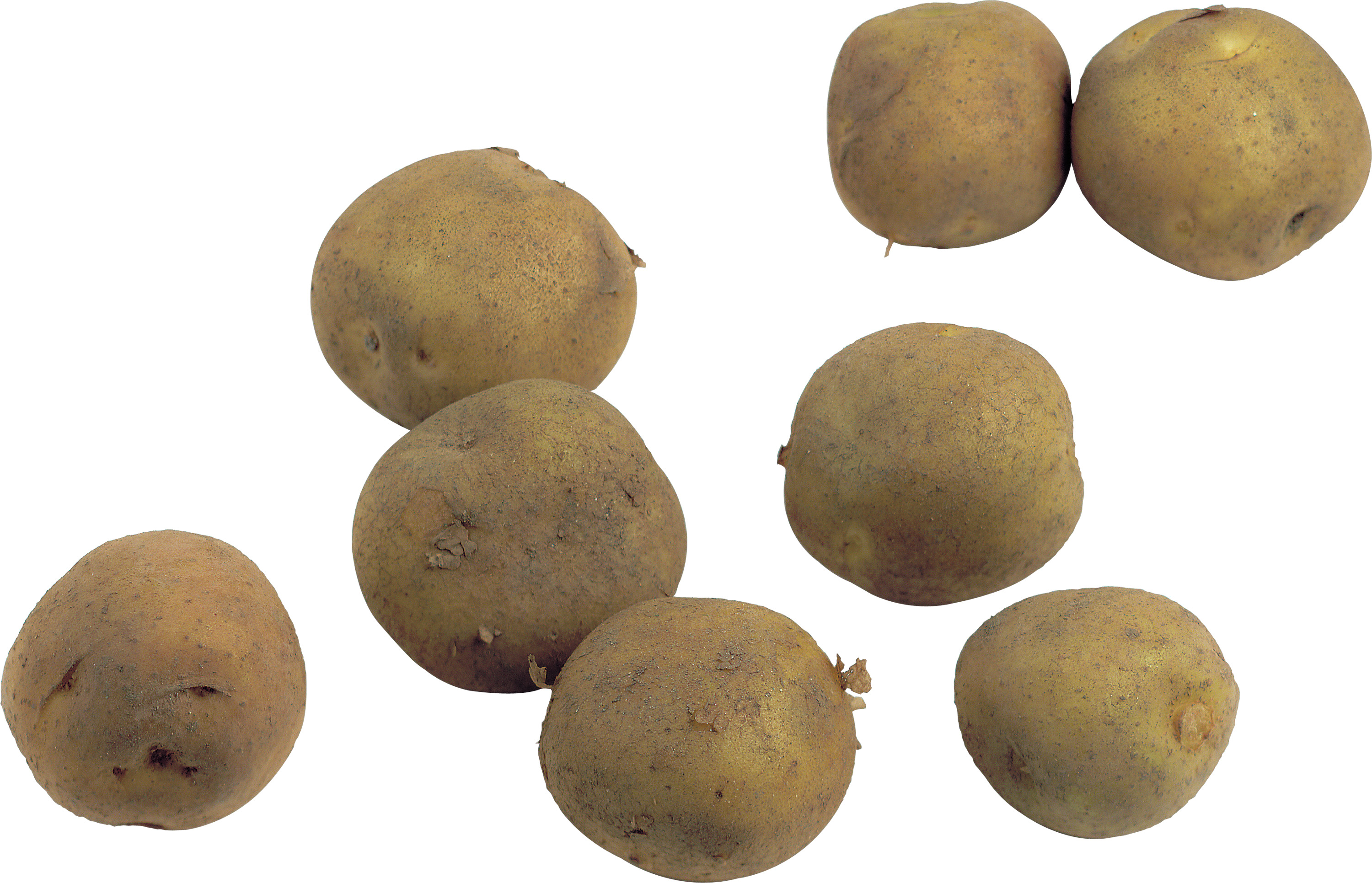 흰색 배경 위의 group potatoes