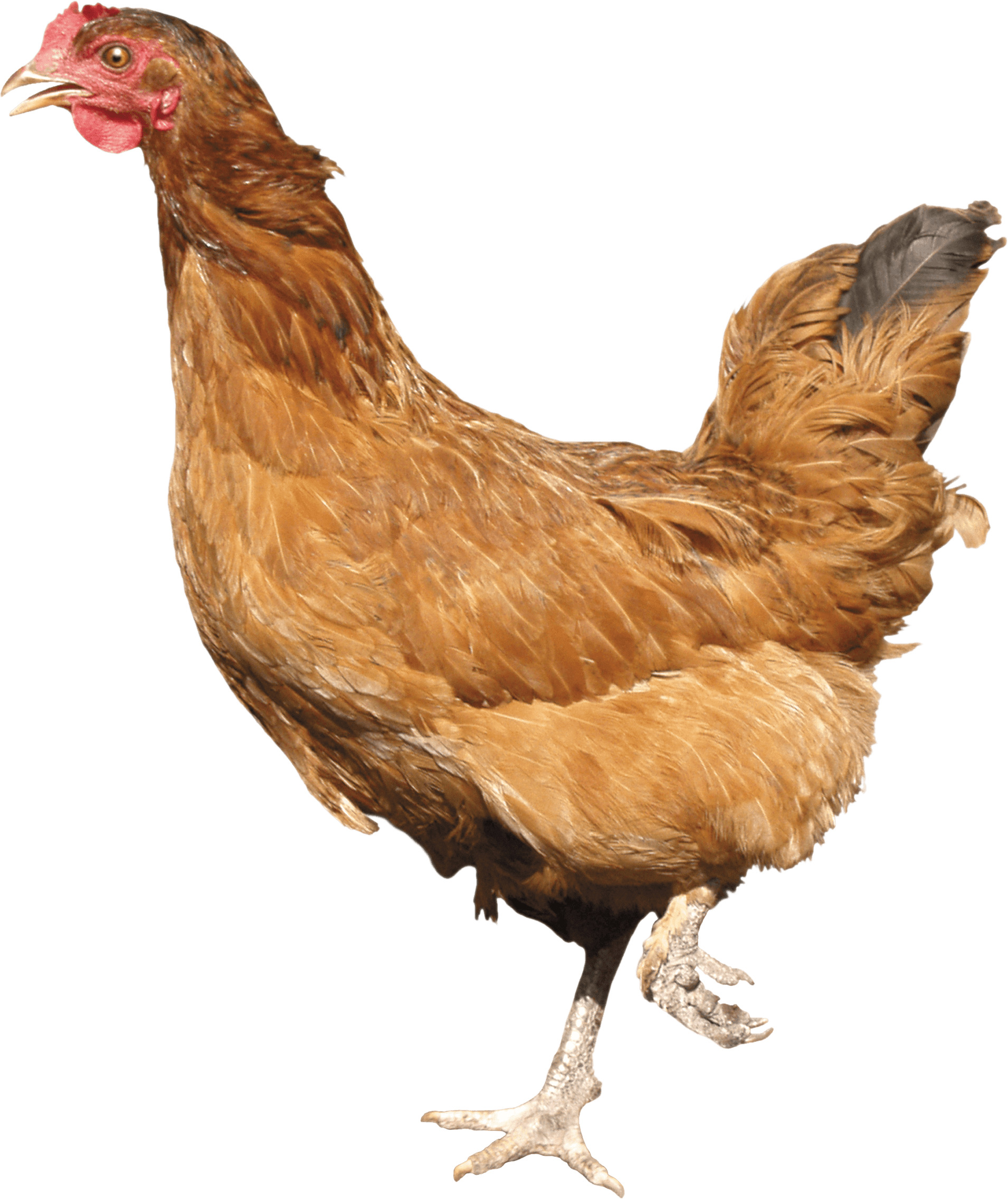 흰색 배경 위의 chicken