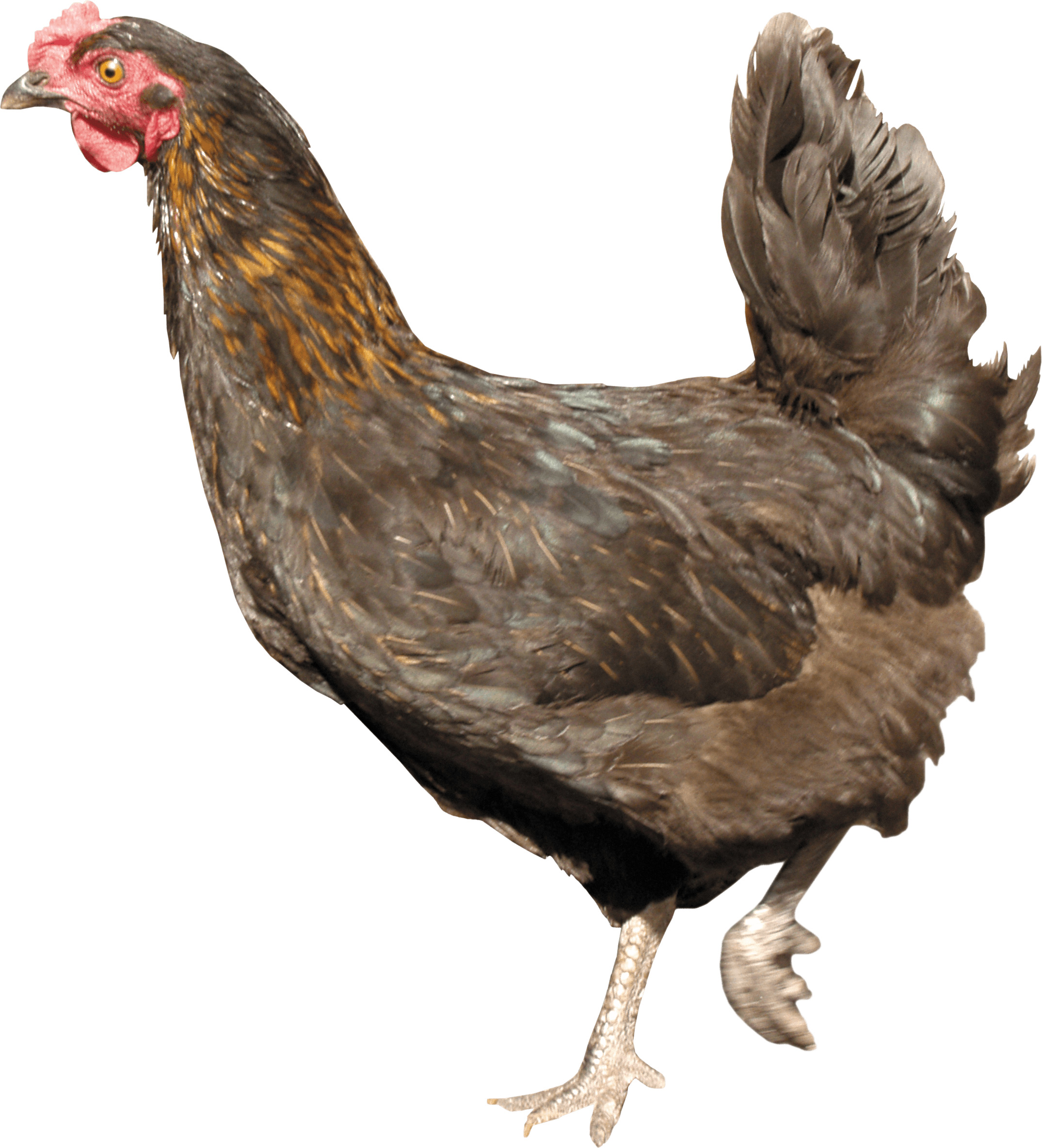 흰색 배경 위의 chicken