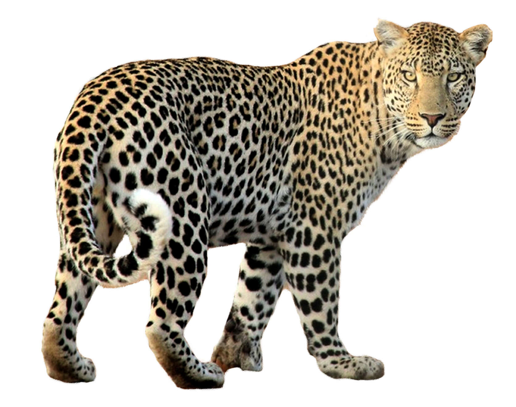 Leopard walking on a white background