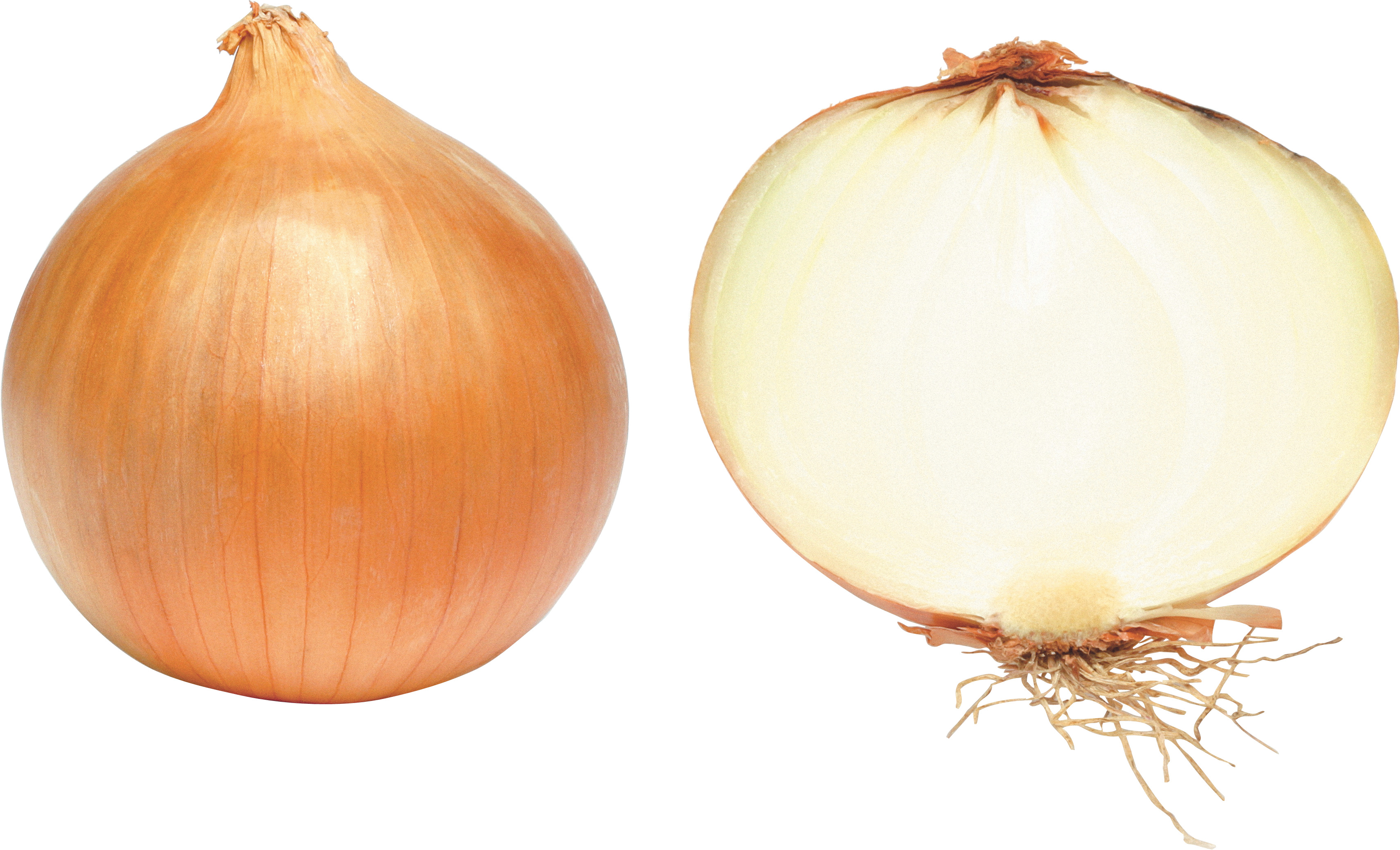 흰색 배경 위의 onion 와 onion slice
