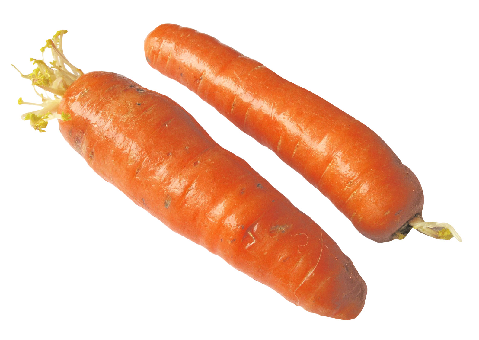 흰색 배경 위의 pair carrots