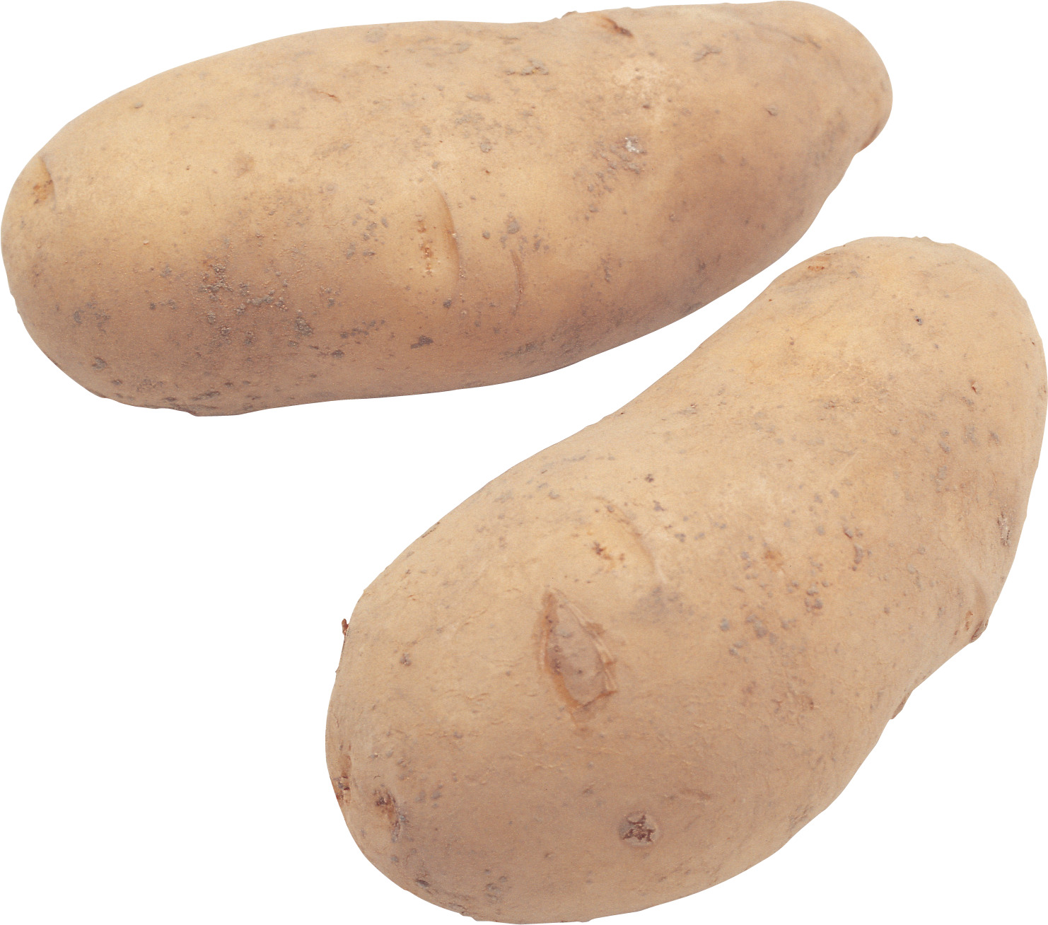 흰색 배경 위의 two uncooked potatoes