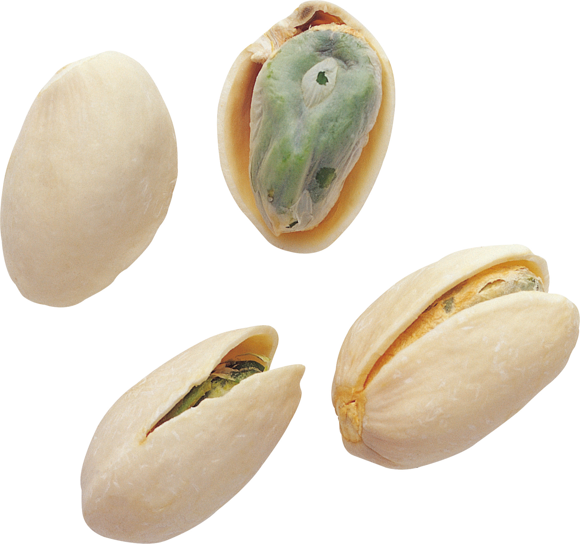 shell 한가운데의 pistal 함께 초록색 잎