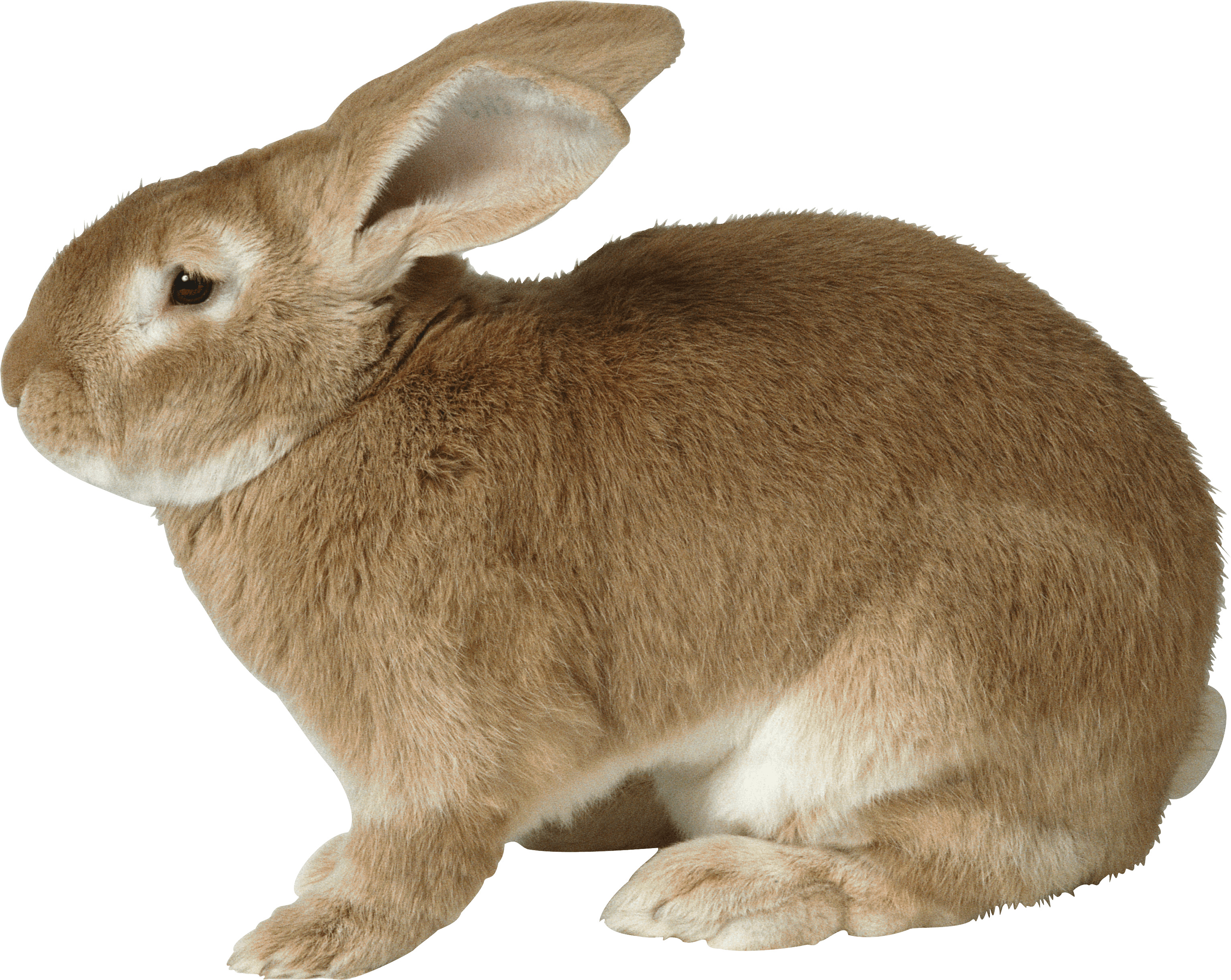 검은색 배경 위의 rabbit 10