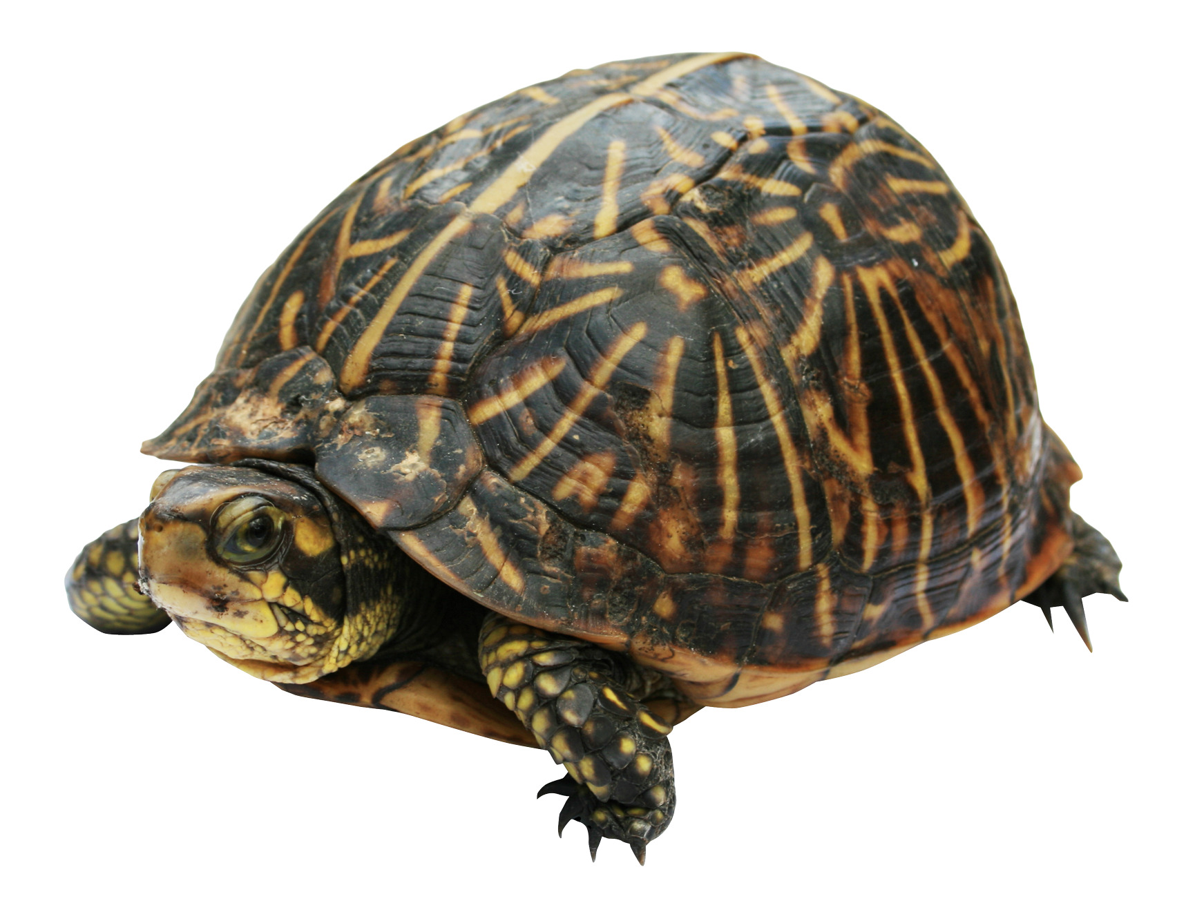 빨간색 eared slider