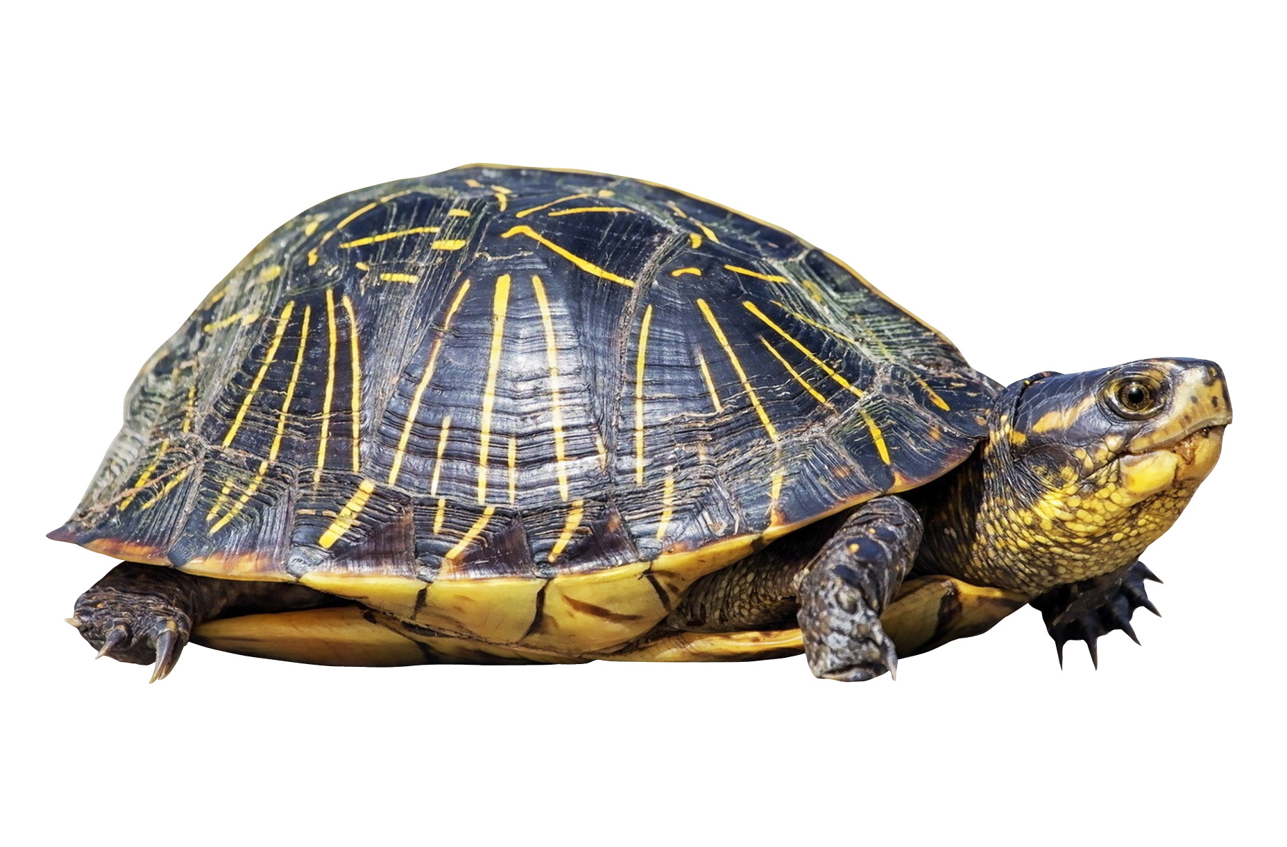 흰색 배경 위의 빨간색 eared slider