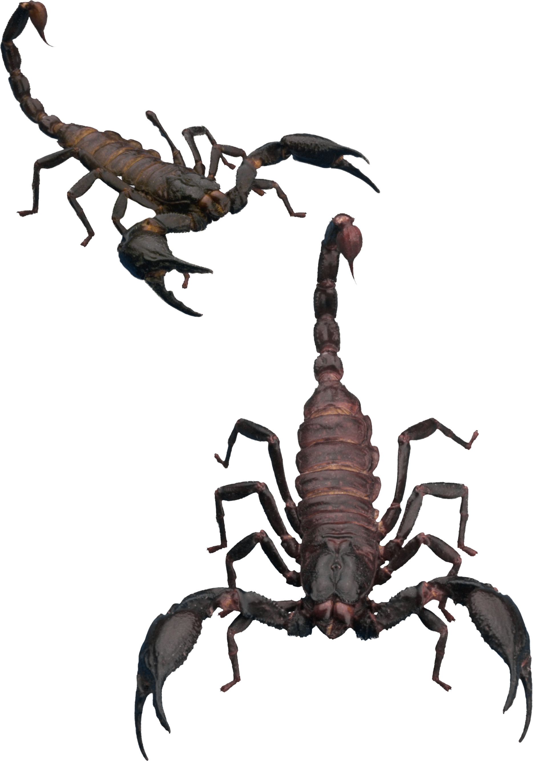 scorpion