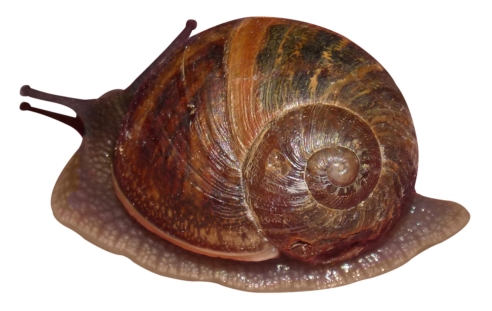 snail shell 2