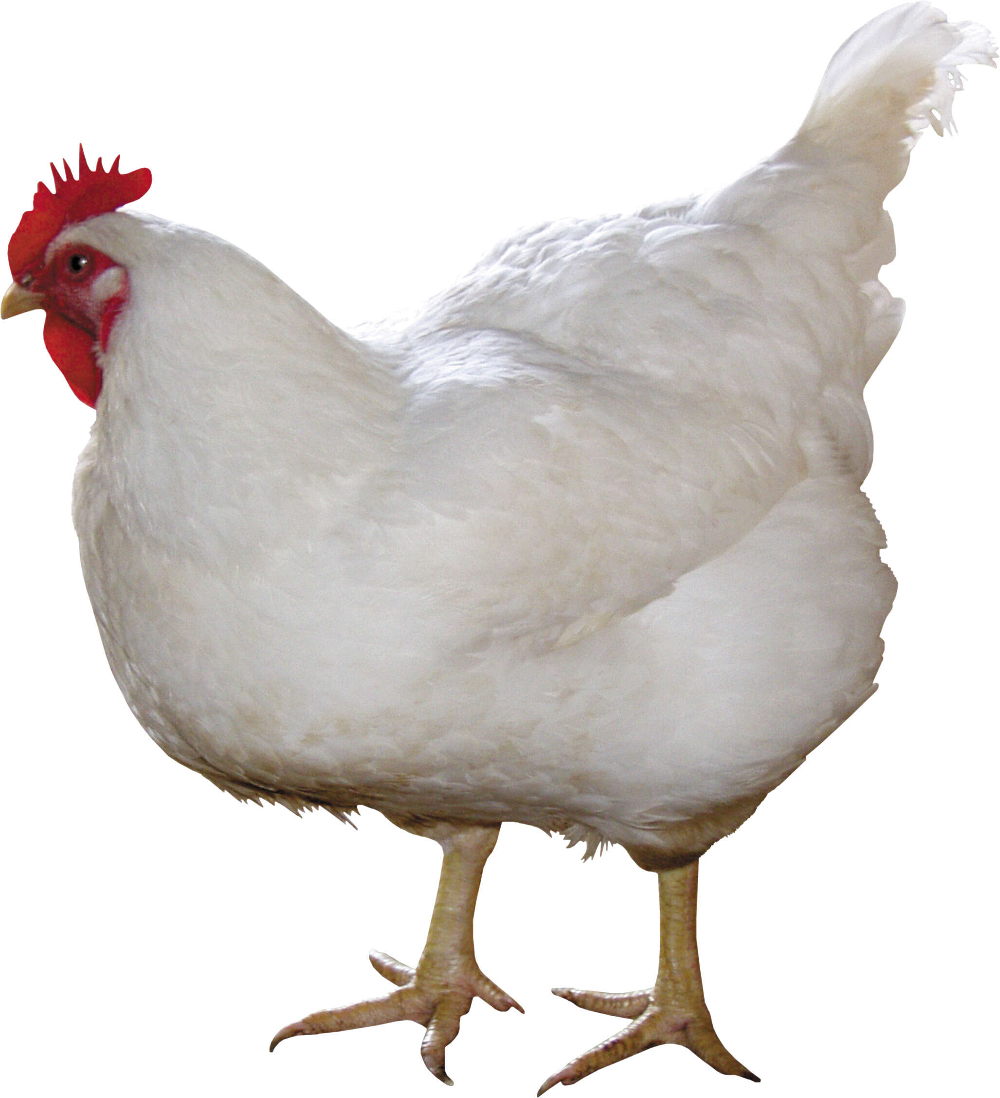 White chicken with a red comb on it ' s head
