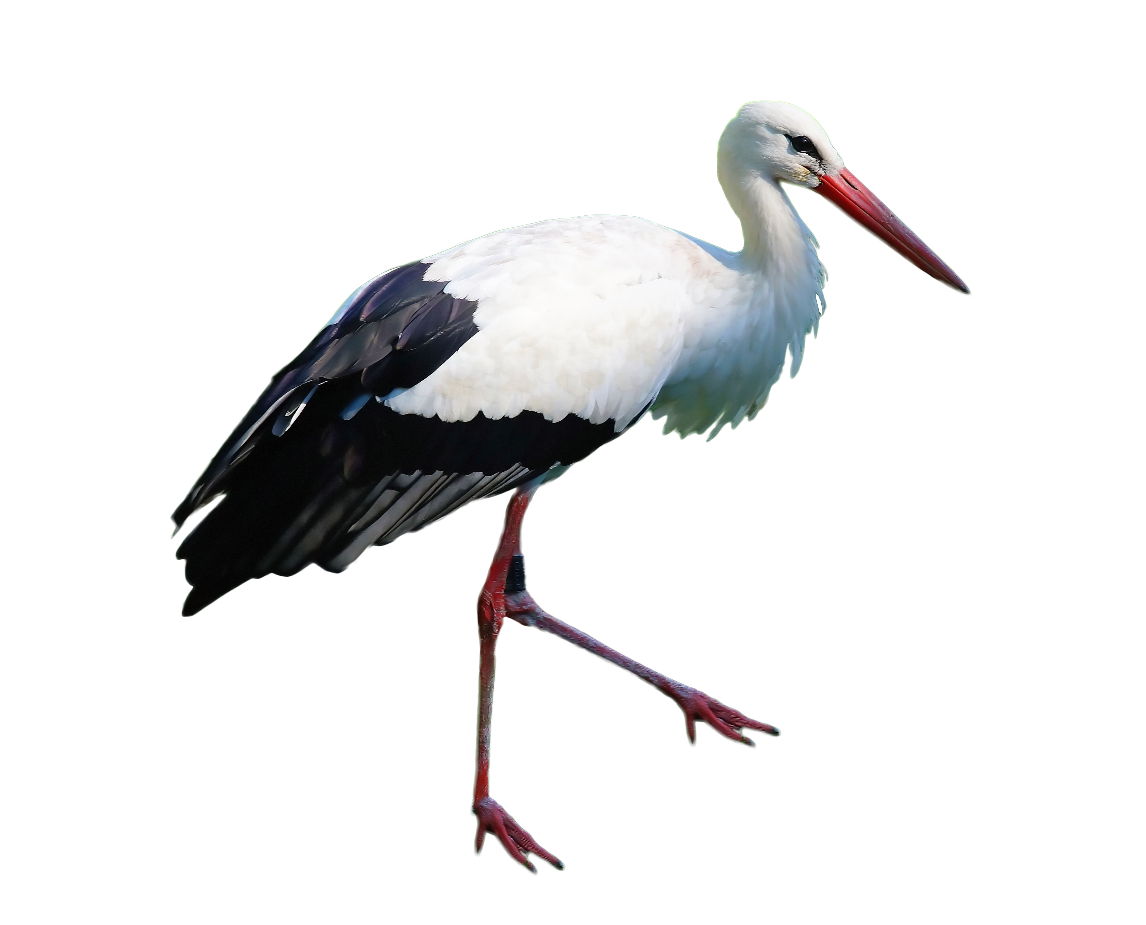 흰색 stork