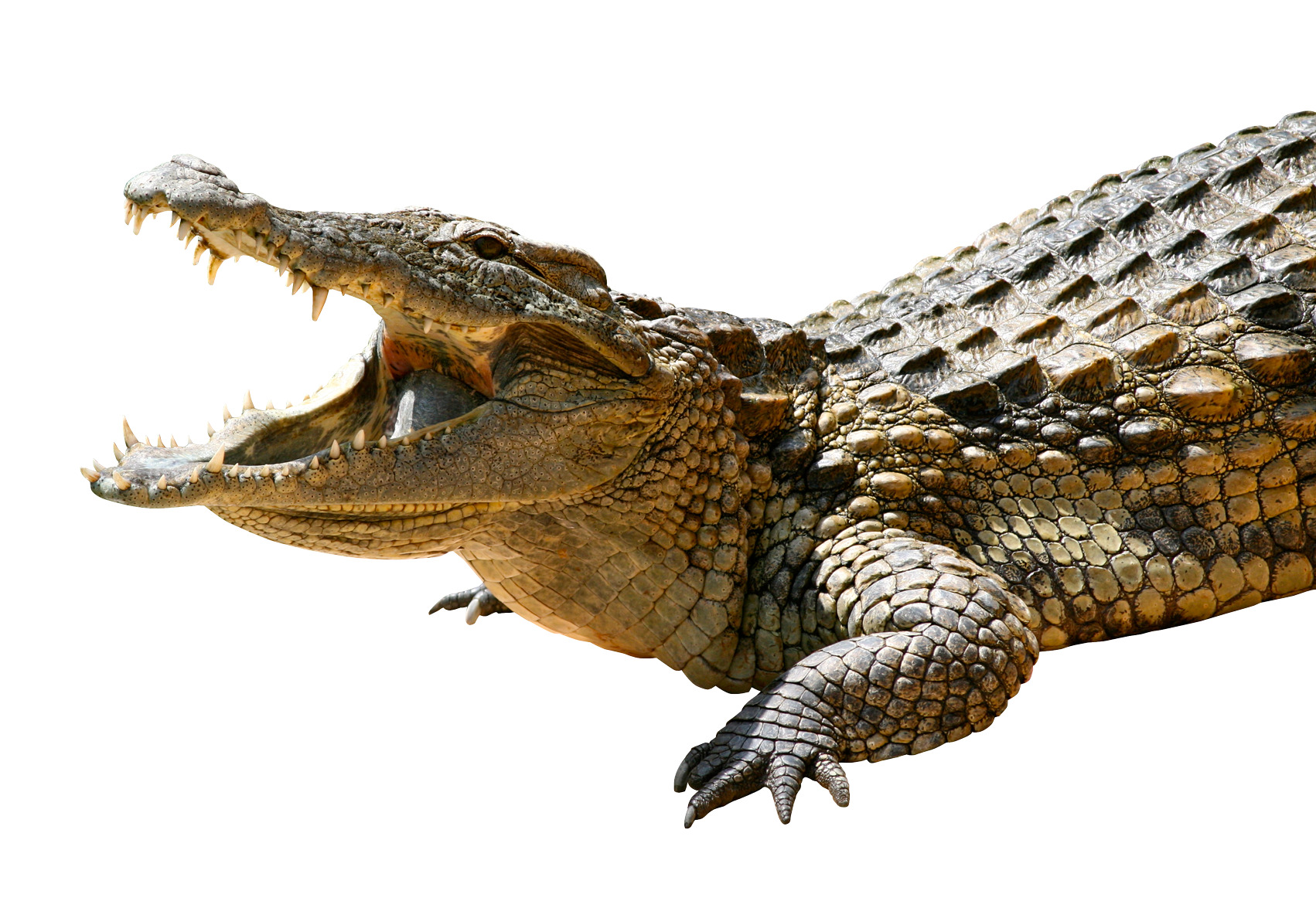 crocodile 함께 its 입 펼쳐진 와 its teeth wide 펼쳐진