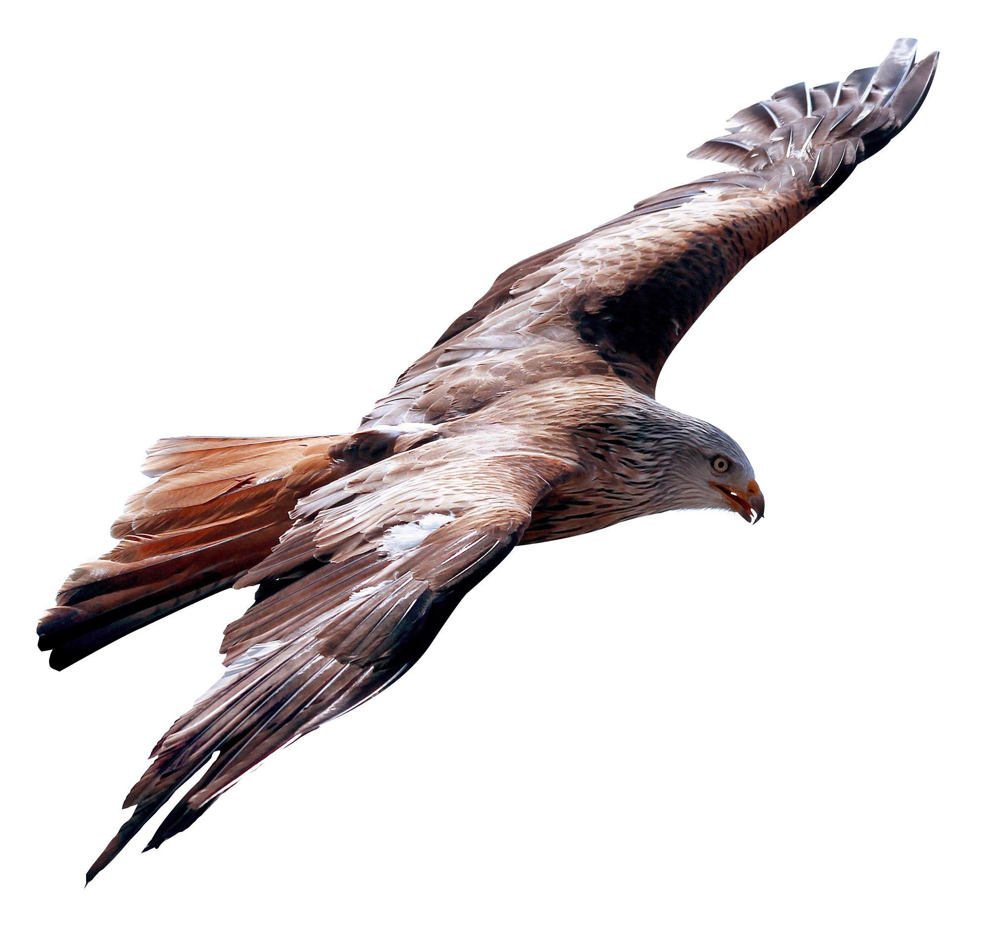 하늘 안의 eagle 날고 있는