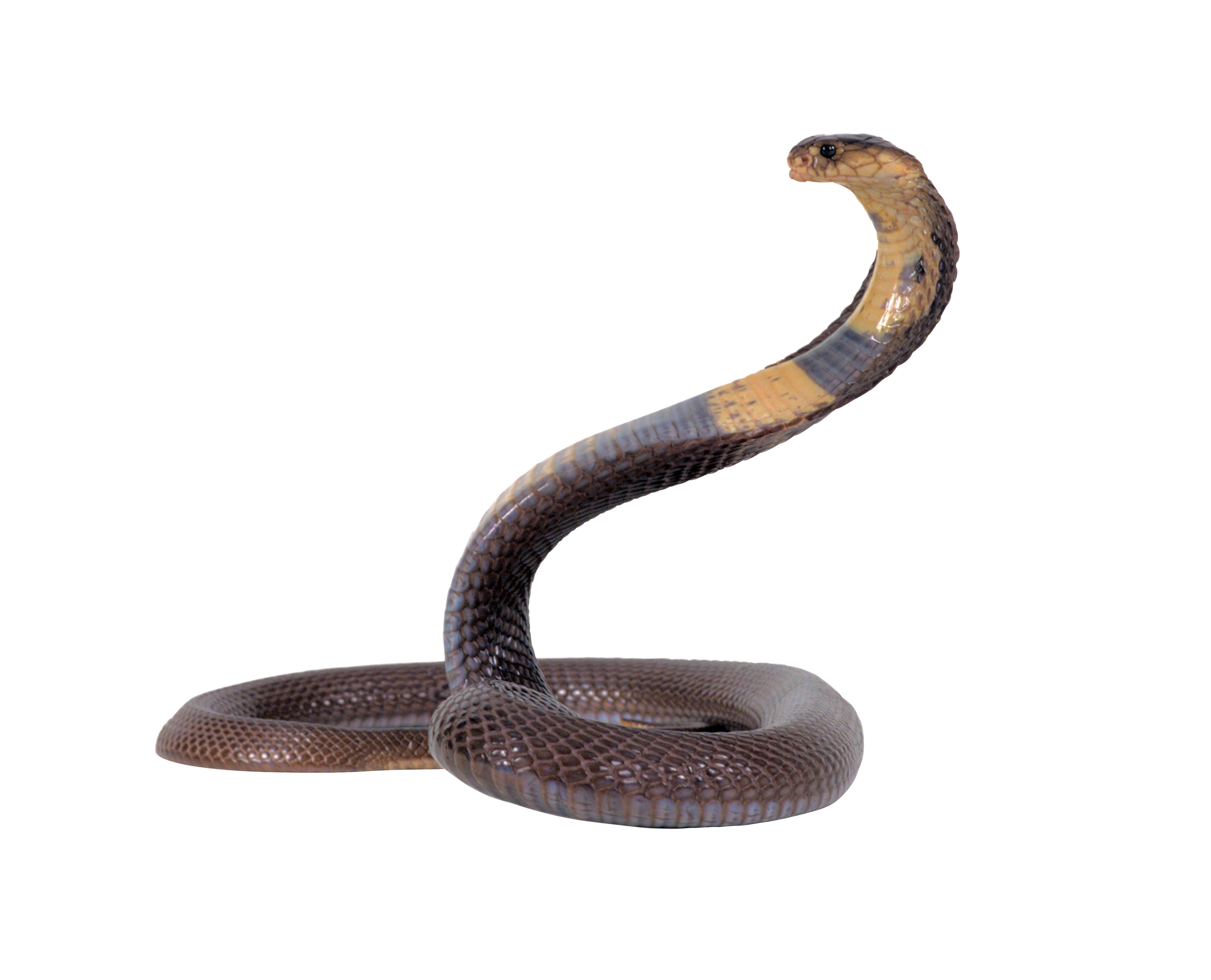eastern 갈색 snake 2