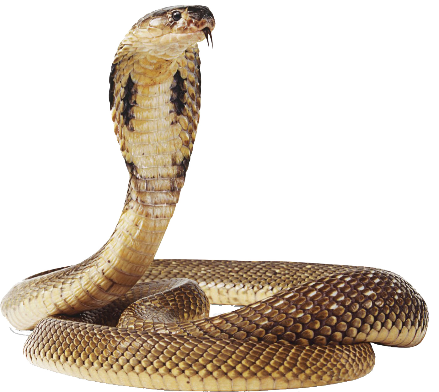 eastern 갈색 snake 3
