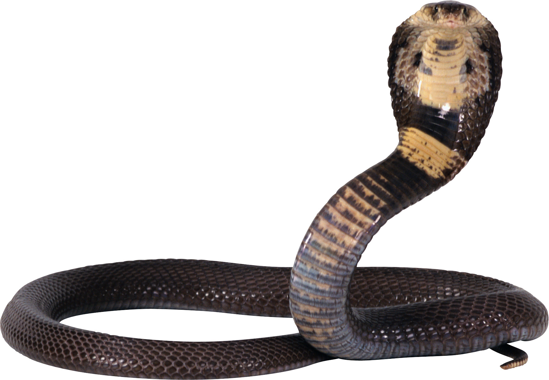 eastern 갈색 snake 4
