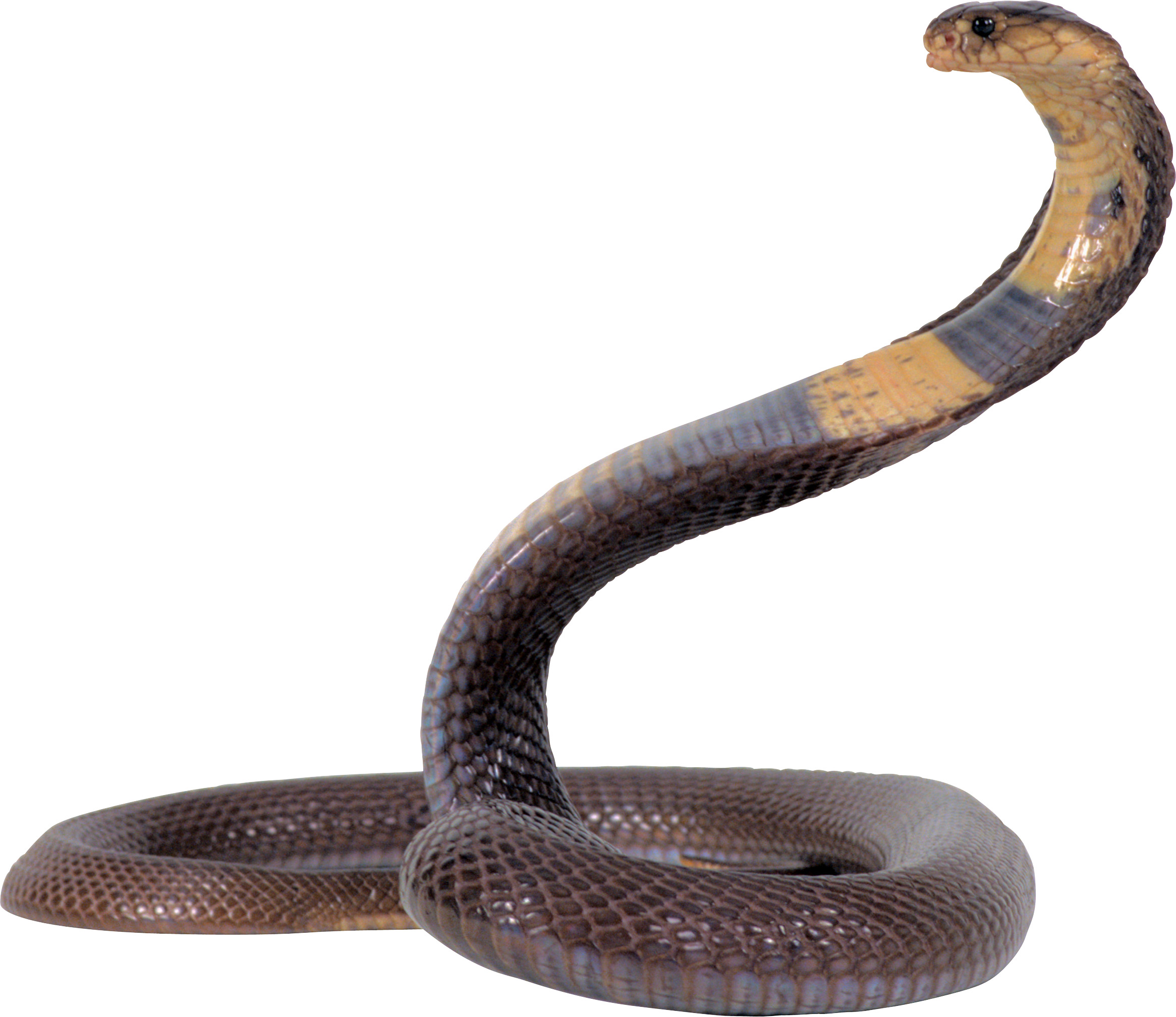 eastern 갈색 snake