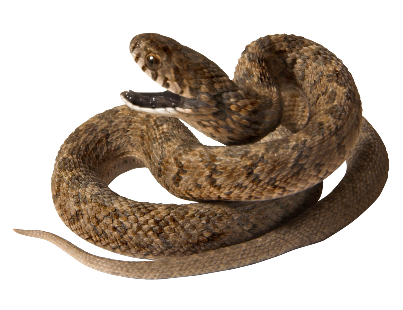 eastern pacific rattle snake