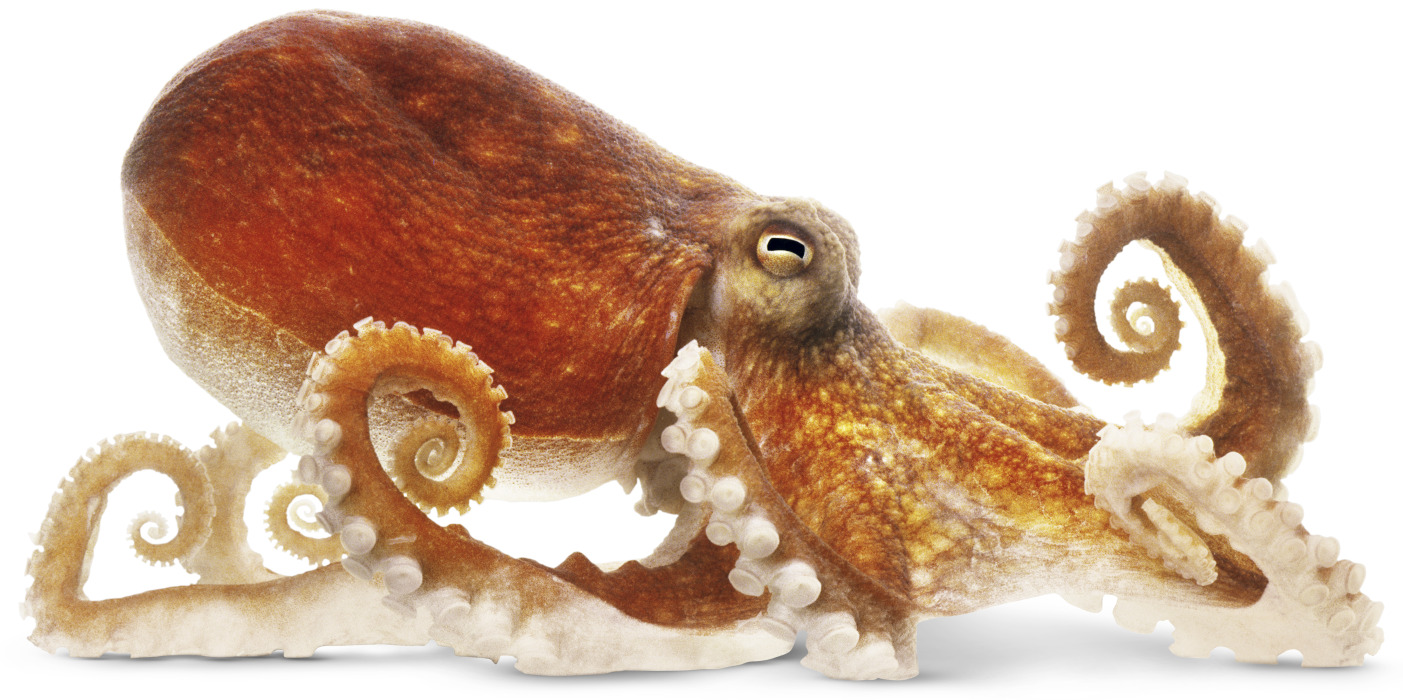 octopus