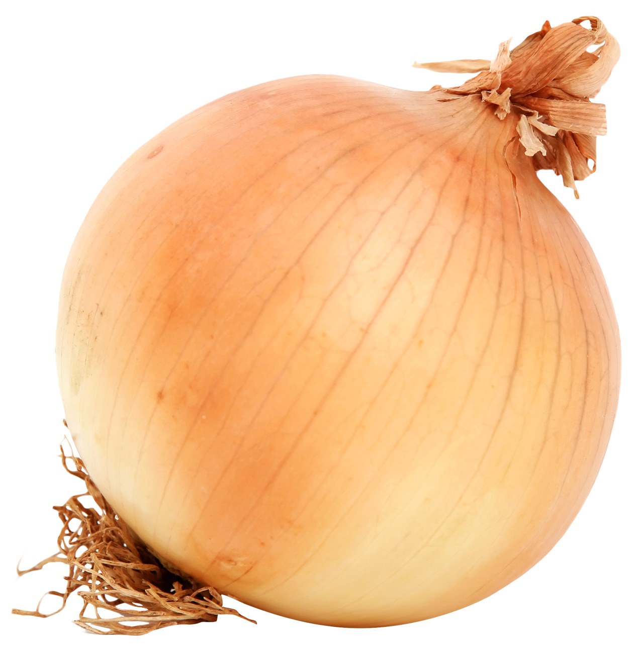 흰색 배경 위의 onion