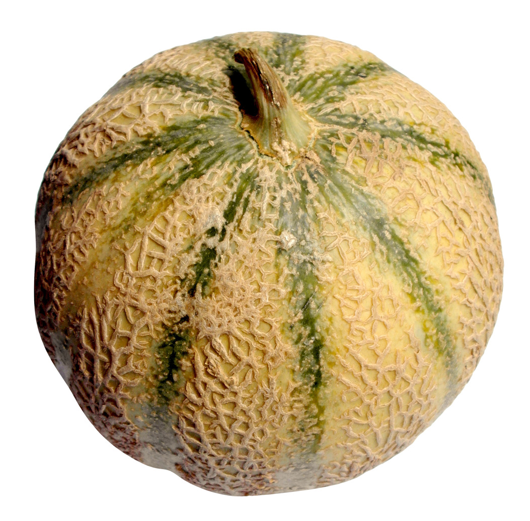 ornamental gour 2
