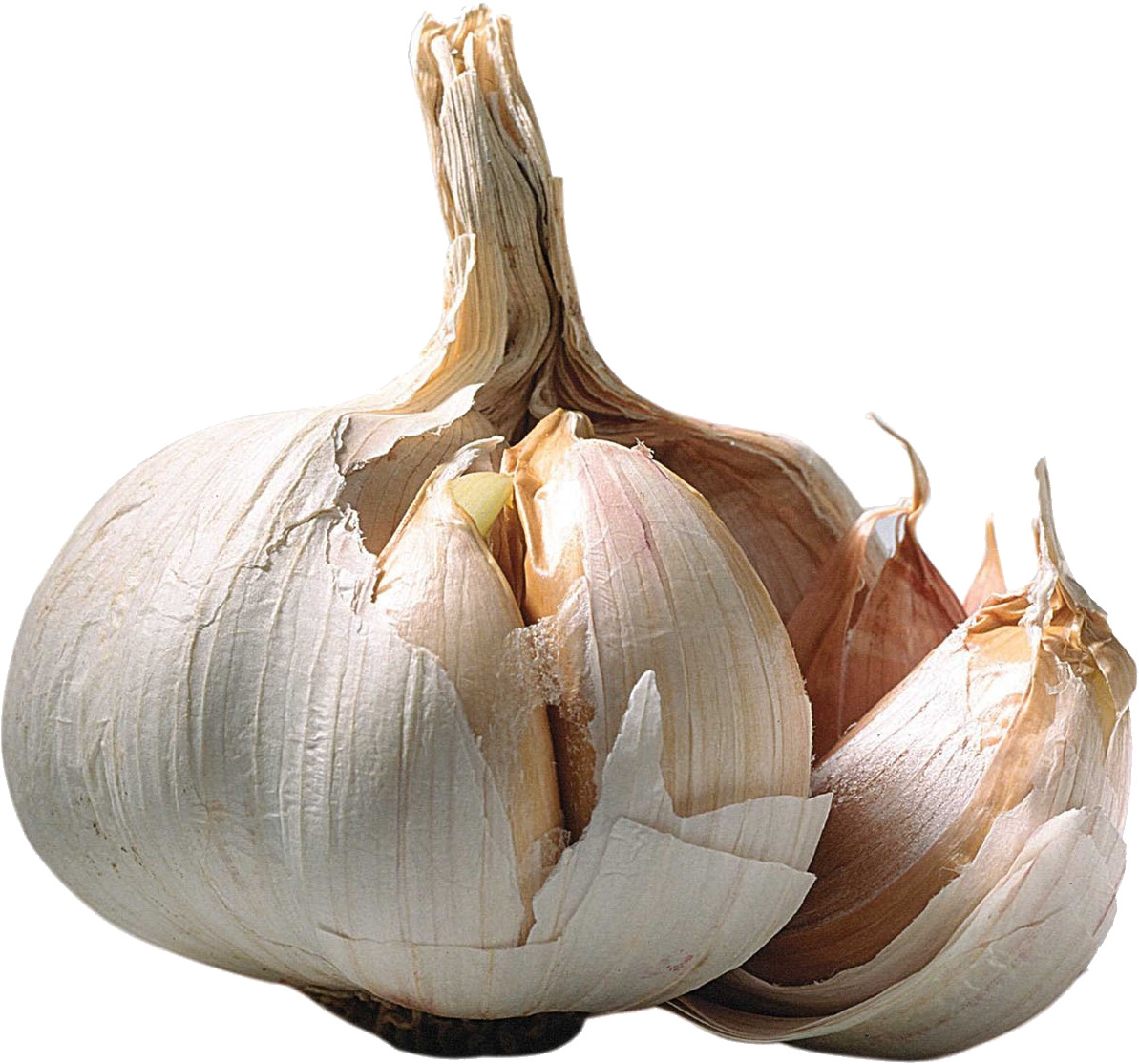 흰색 배경 위의 clove garlic