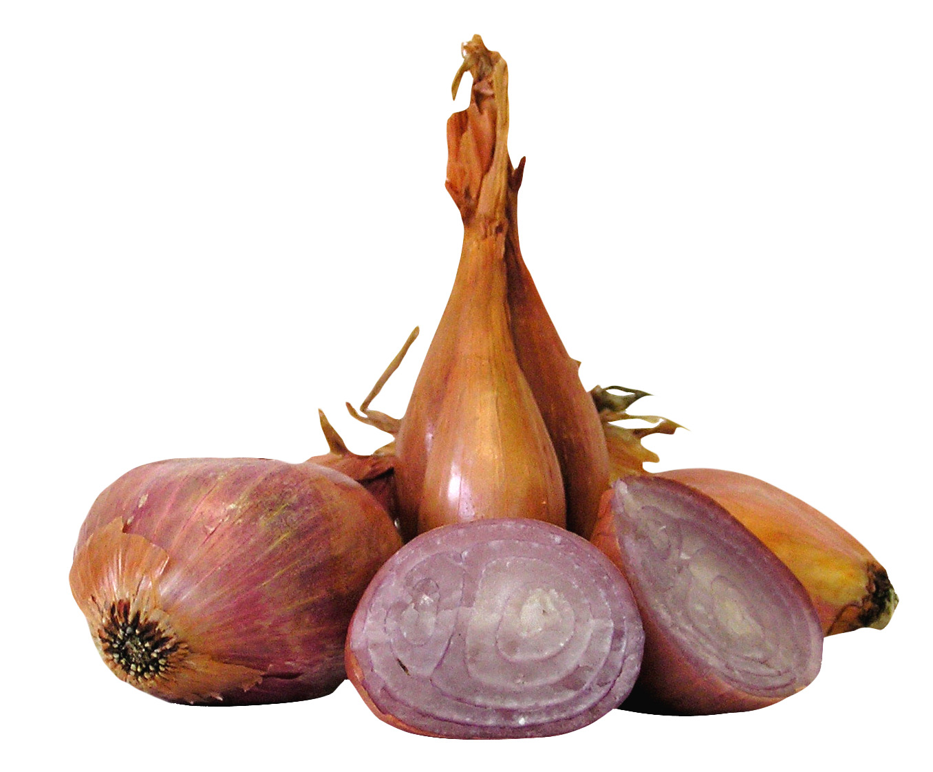 onions 와 onions 2